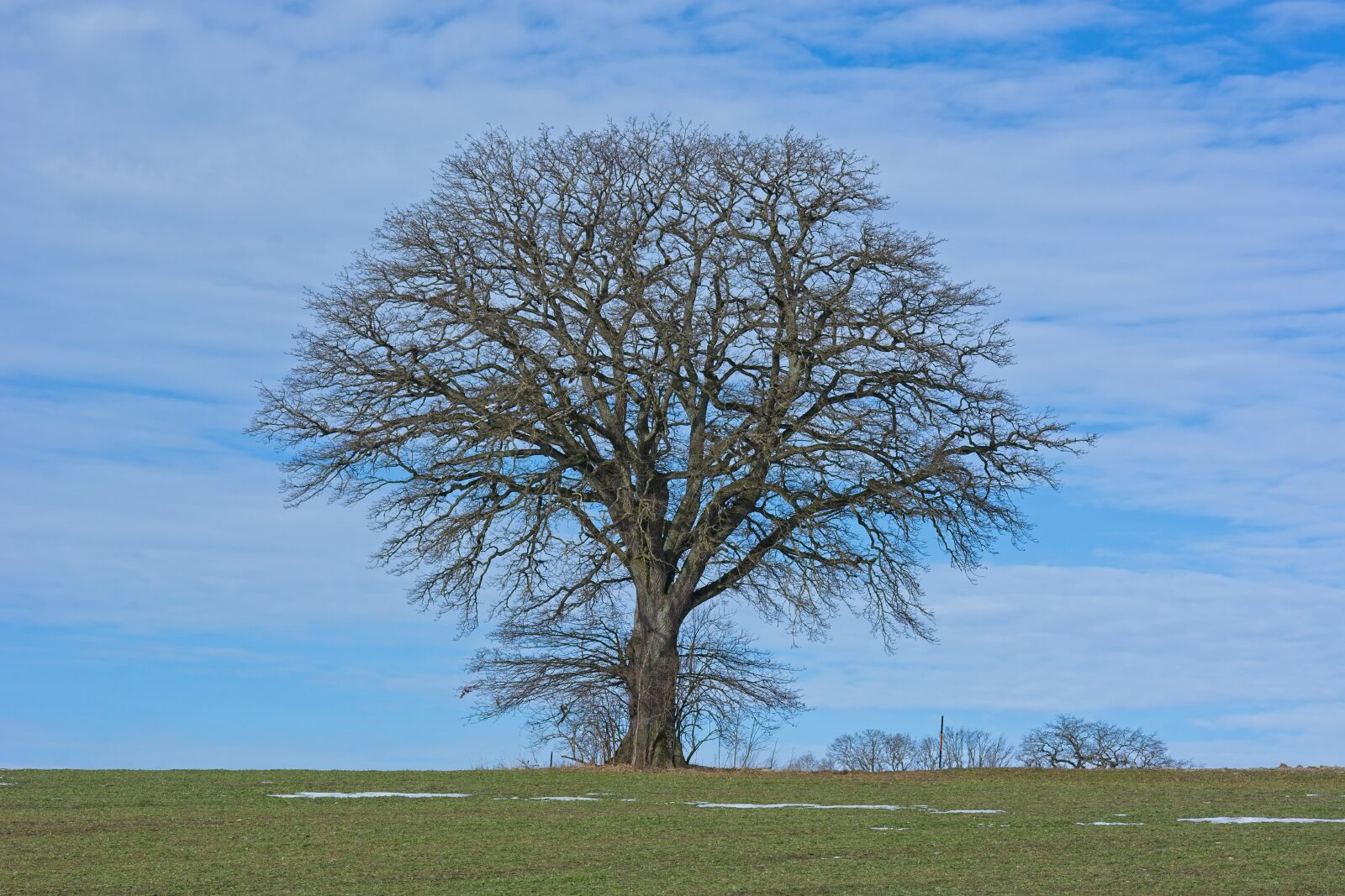Nikon D7100 sample photo. Tree, individually, meadow photography