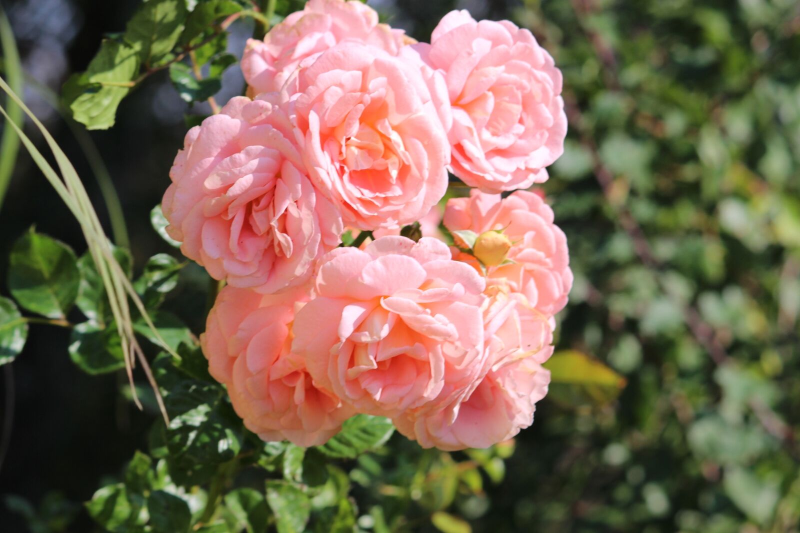 Canon EOS 600D (Rebel EOS T3i / EOS Kiss X5) sample photo. Roses, family, flowers bundle photography