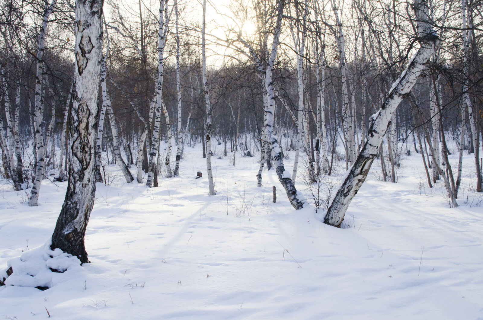 Nikon D7000 sample photo. Forest, murun, nature, snow photography