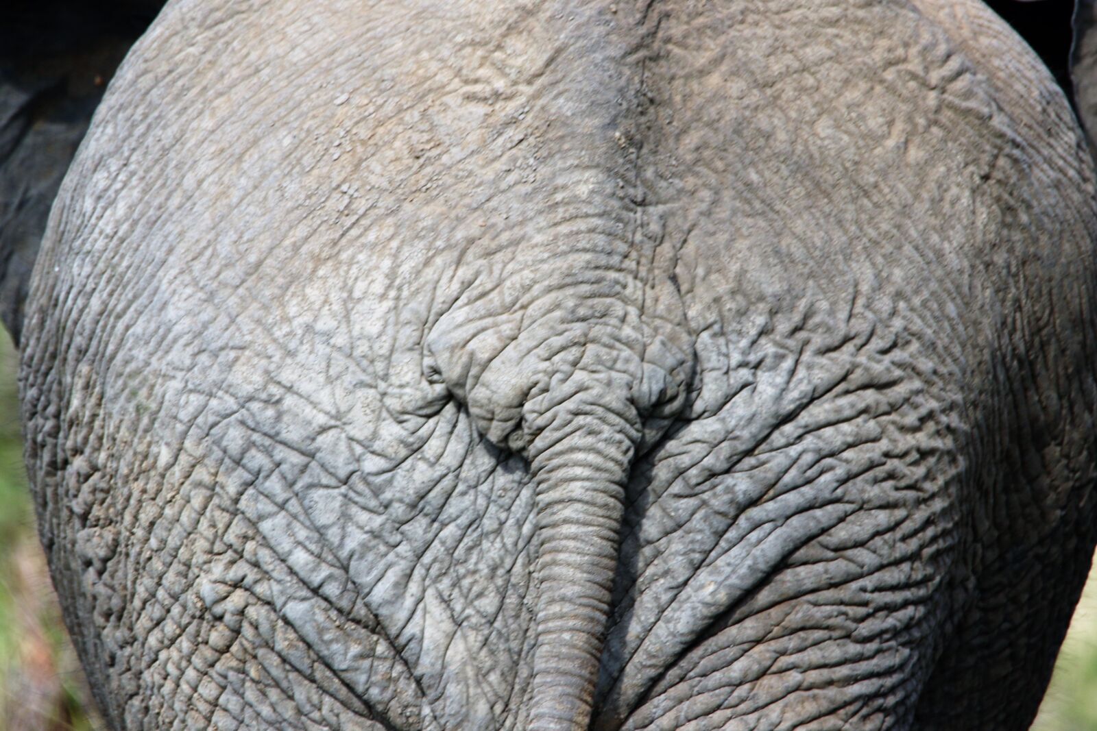 Canon EOS 7D Mark II sample photo. Animal, behind, big, big photography
