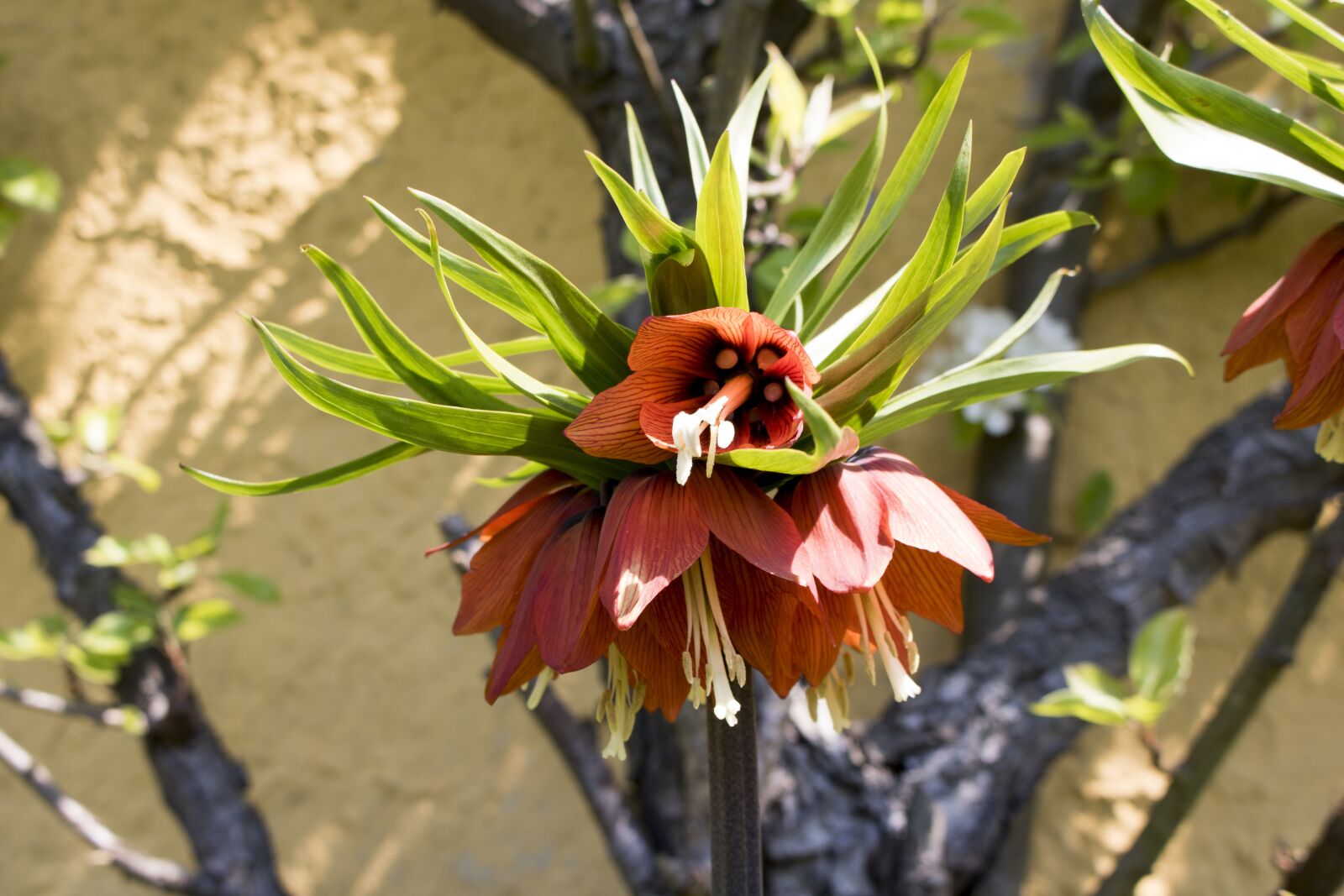 Canon EOS 750D (EOS Rebel T6i / EOS Kiss X8i) sample photo. Nature, flower, plant photography