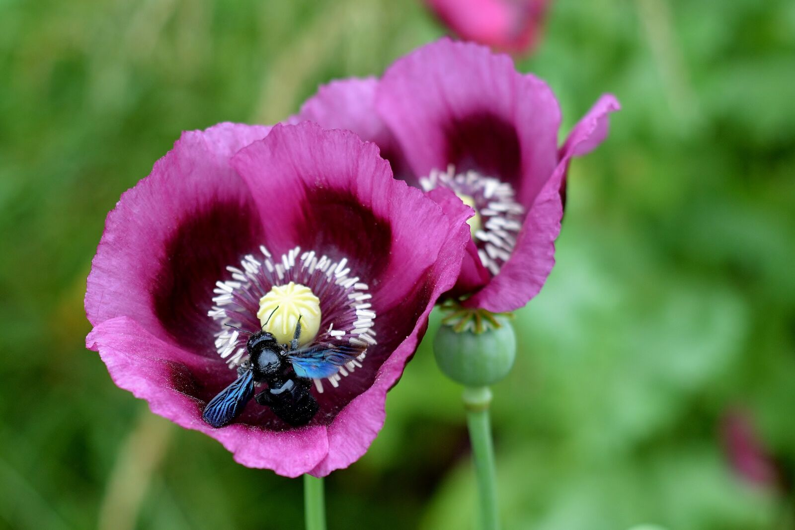 Nikon D5200 sample photo. Poppy flower, insect, close photography