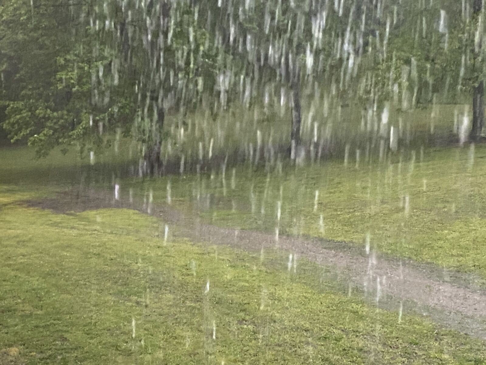 Apple iPhone 11 sample photo. Rain, water, wet photography