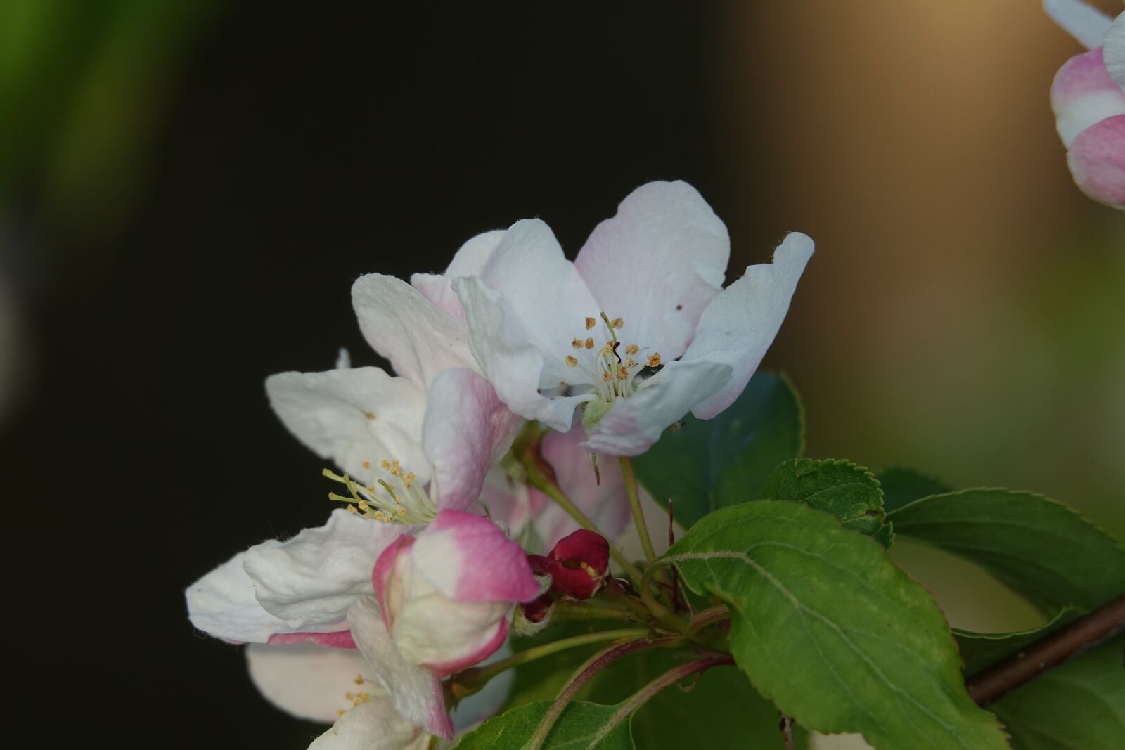 Sony Cyber-shot DSC-RX10 III sample photo. Blossom, apple blossom, pink photography