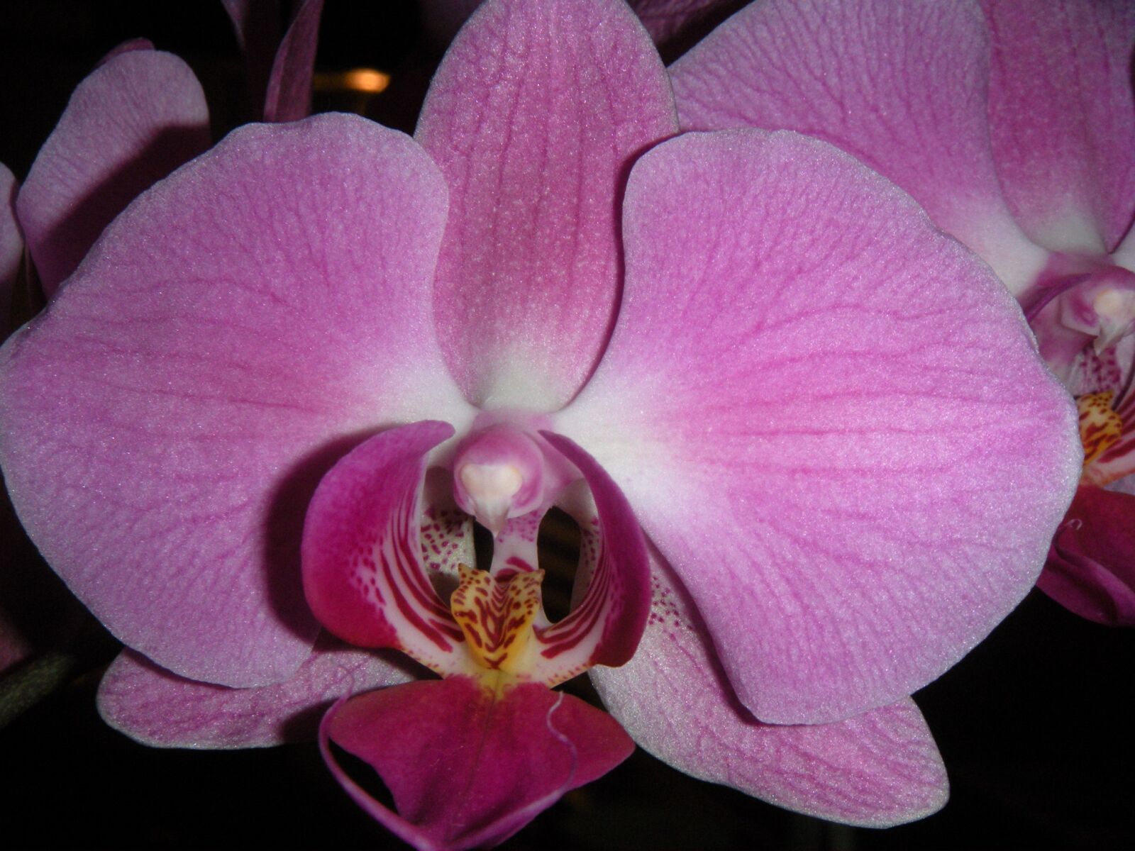 Nikon Coolpix S60 sample photo. Flower, plant, petal photography