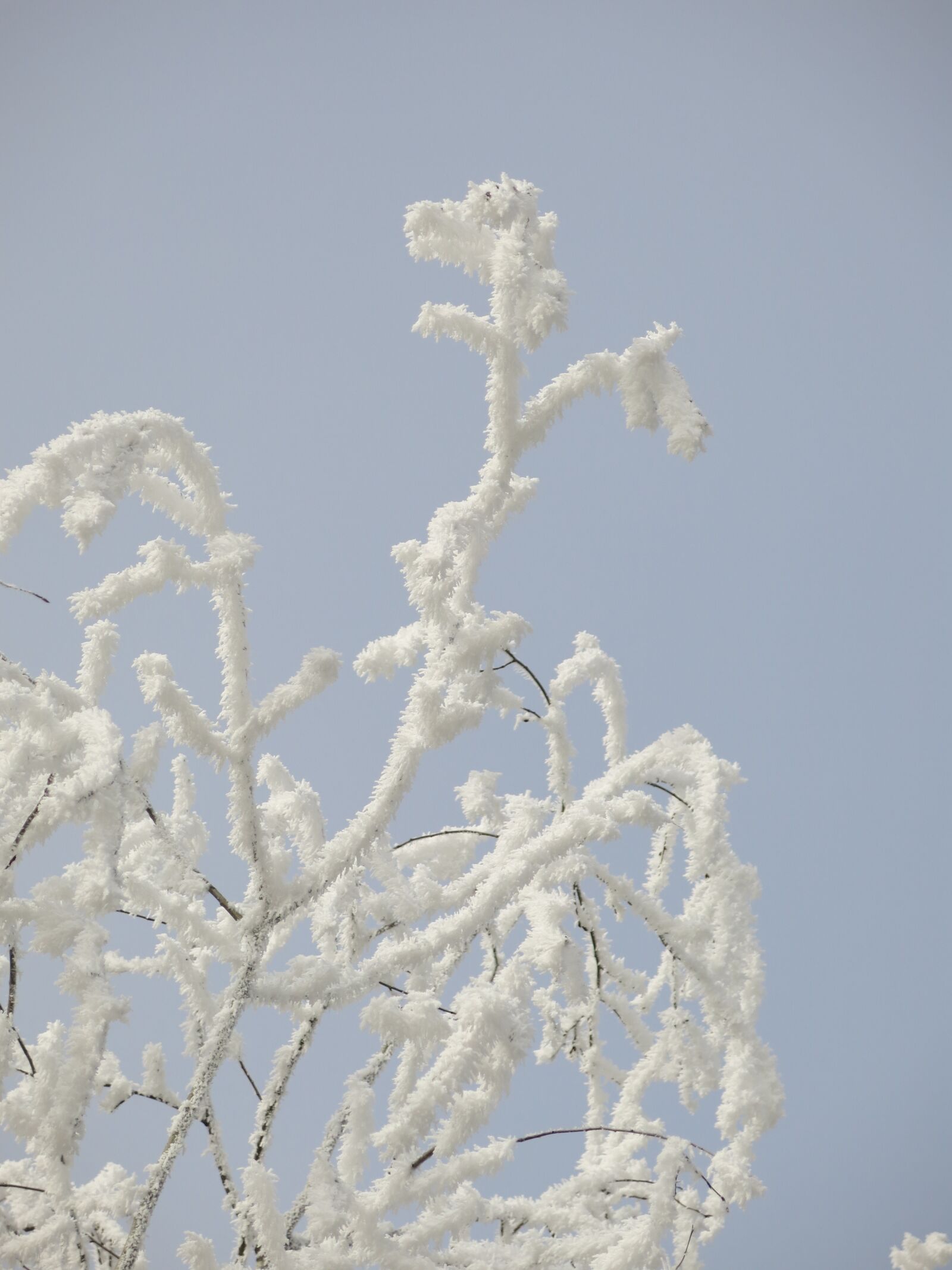 Canon PowerShot G15 sample photo. Nature, icing, winter photography