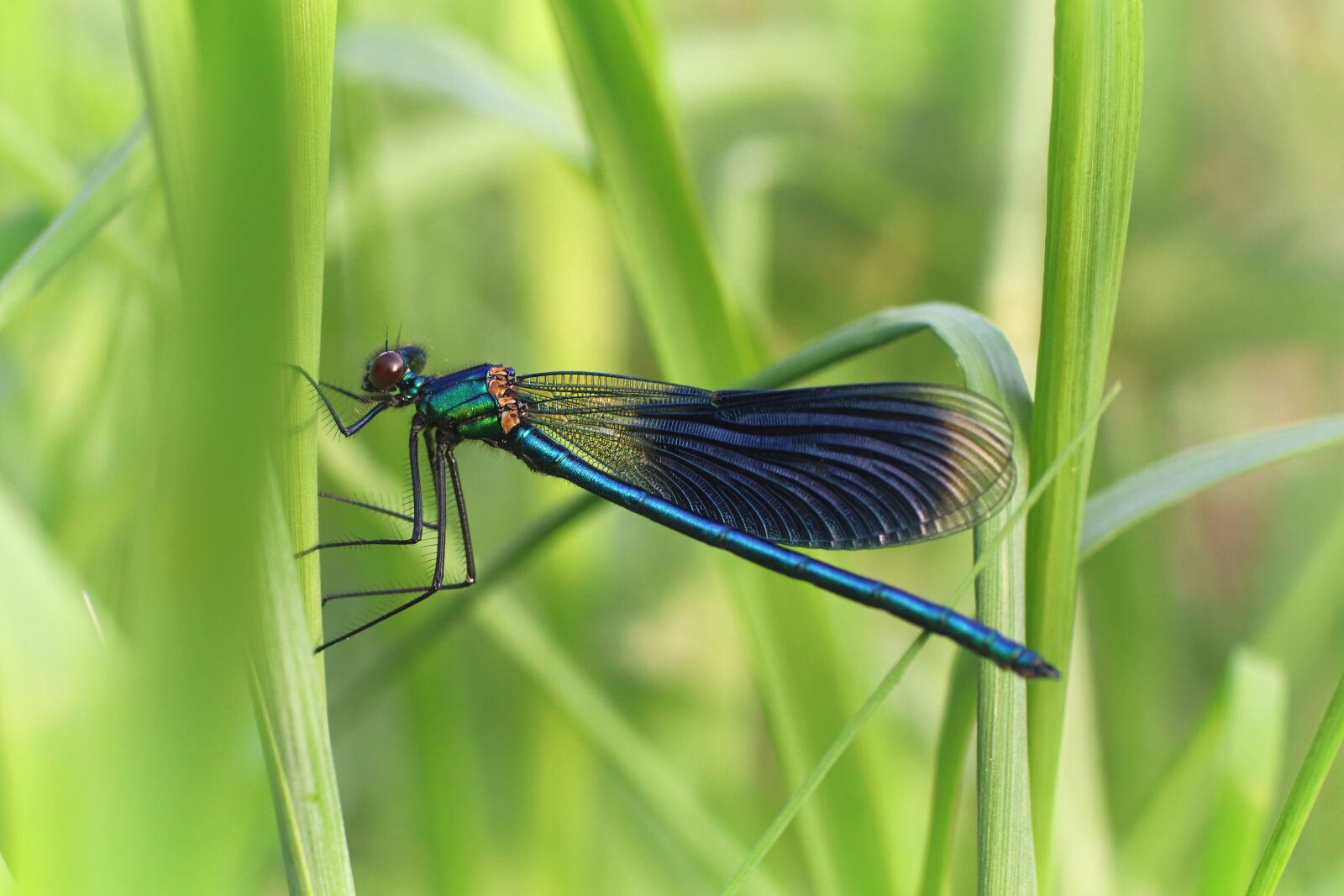 Tamron SP 90mm F2.8 Di VC USD 1:1 Macro sample photo. Banded demoiselle, dragonfly, nature photography