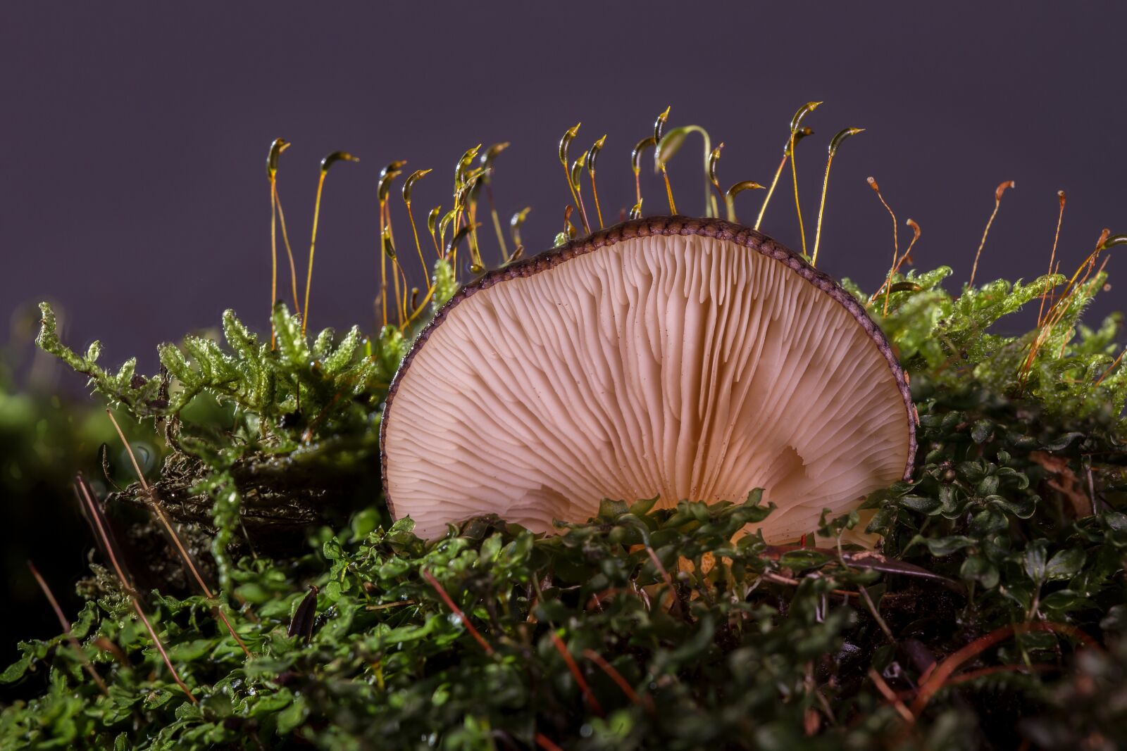 Canon EOS 7D sample photo. Mushroom, agaric, forest mushroom photography