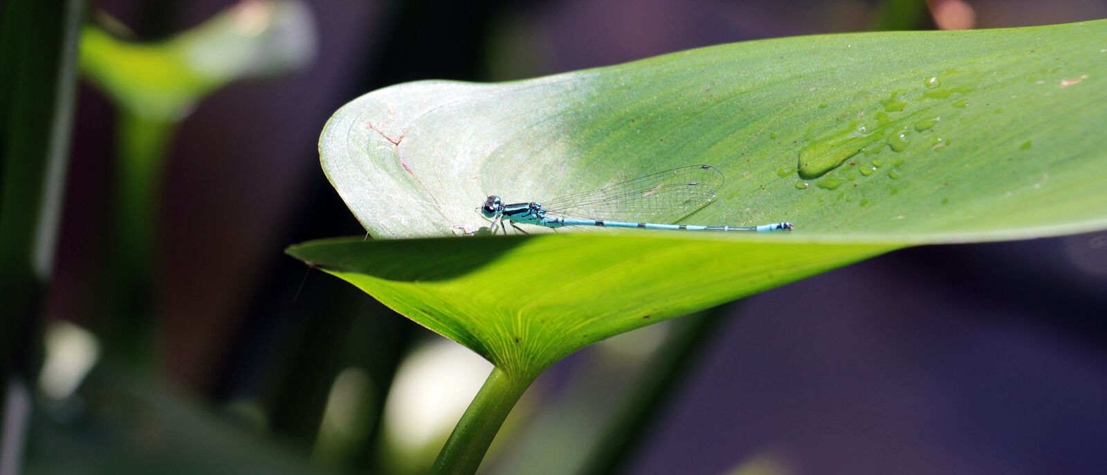 Canon EOS 550D (EOS Rebel T2i / EOS Kiss X4) sample photo. Dragonfly, insect, creature photography