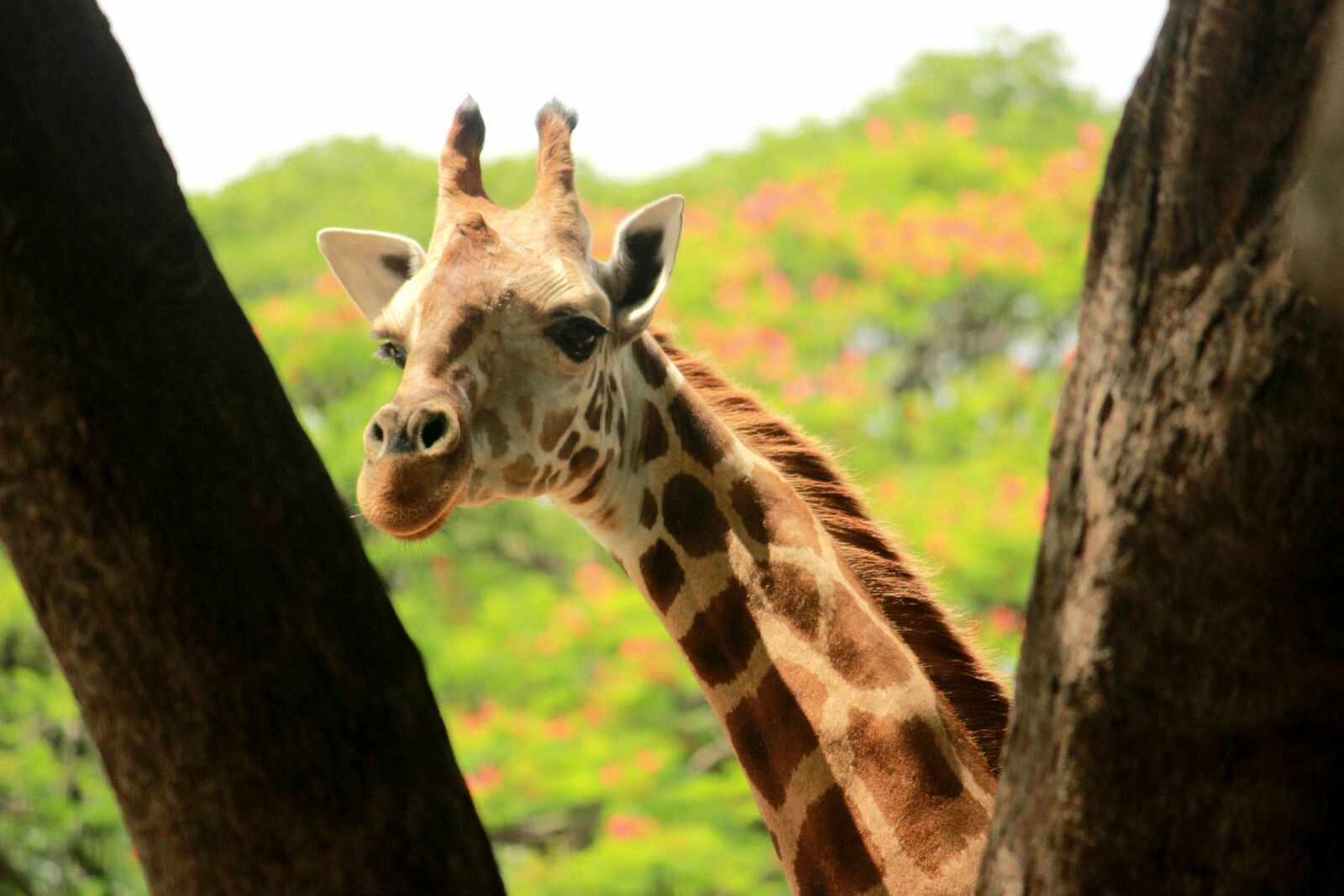 Canon EOS 600D (Rebel EOS T3i / EOS Kiss X5) sample photo. Giraffe, zoo, africa photography