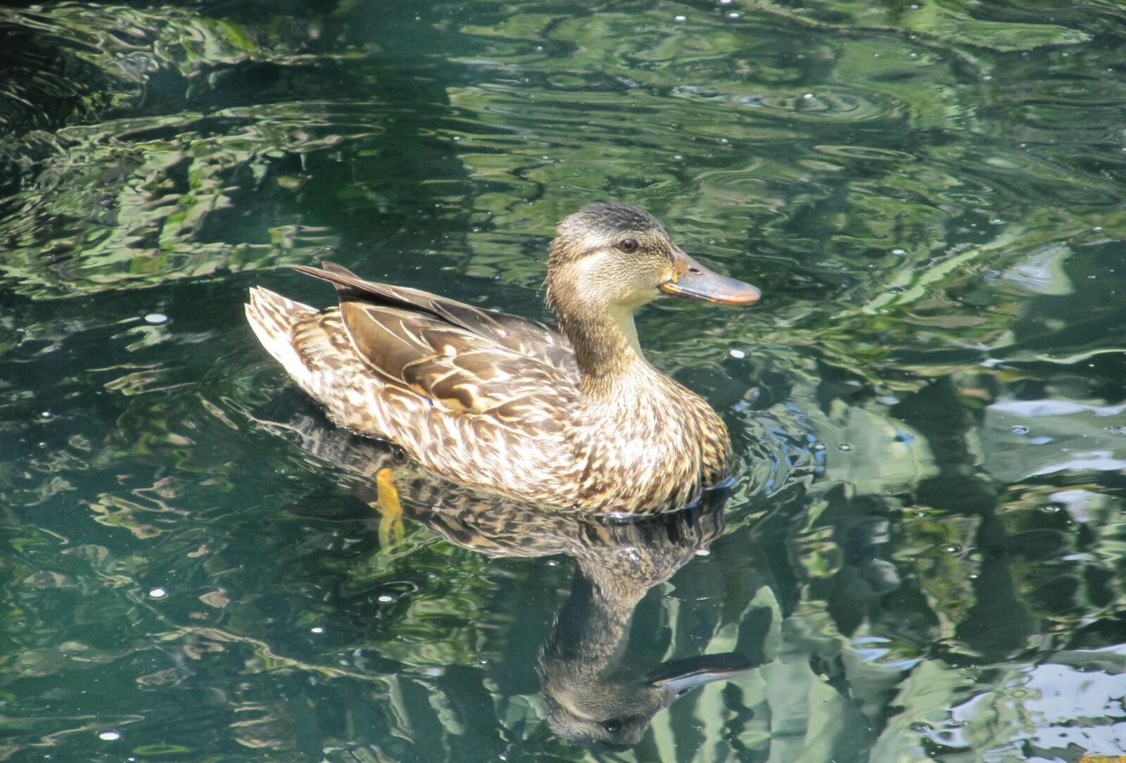 Canon PowerShot SX130 IS sample photo. Duck, mallard, swimming photography