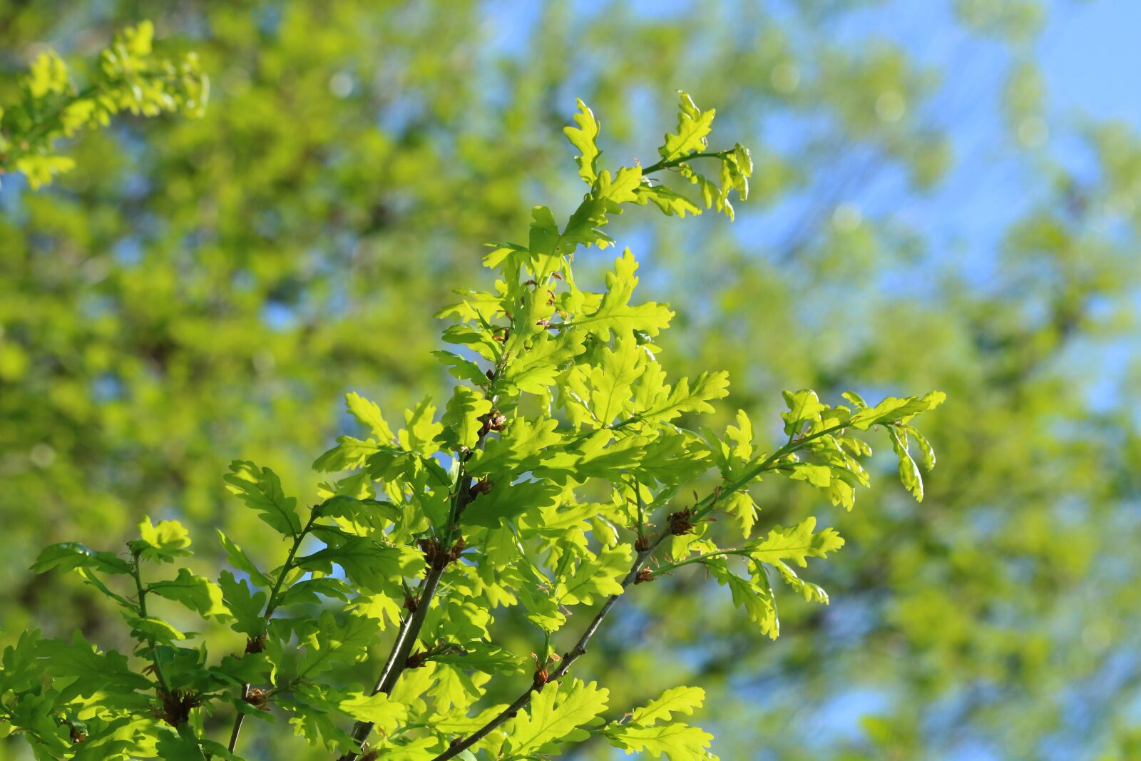 Canon EOS 750D (EOS Rebel T6i / EOS Kiss X8i) + Canon EF 70-300mm F4-5.6 IS USM sample photo. Branch, foliage, green photography