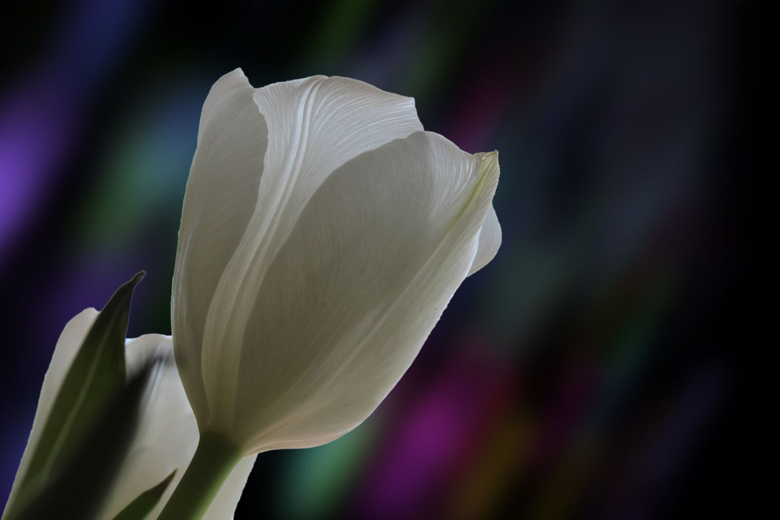 Canon EOS 1300D (EOS Rebel T6 / EOS Kiss X80) sample photo. Tulip, holland, spring photography