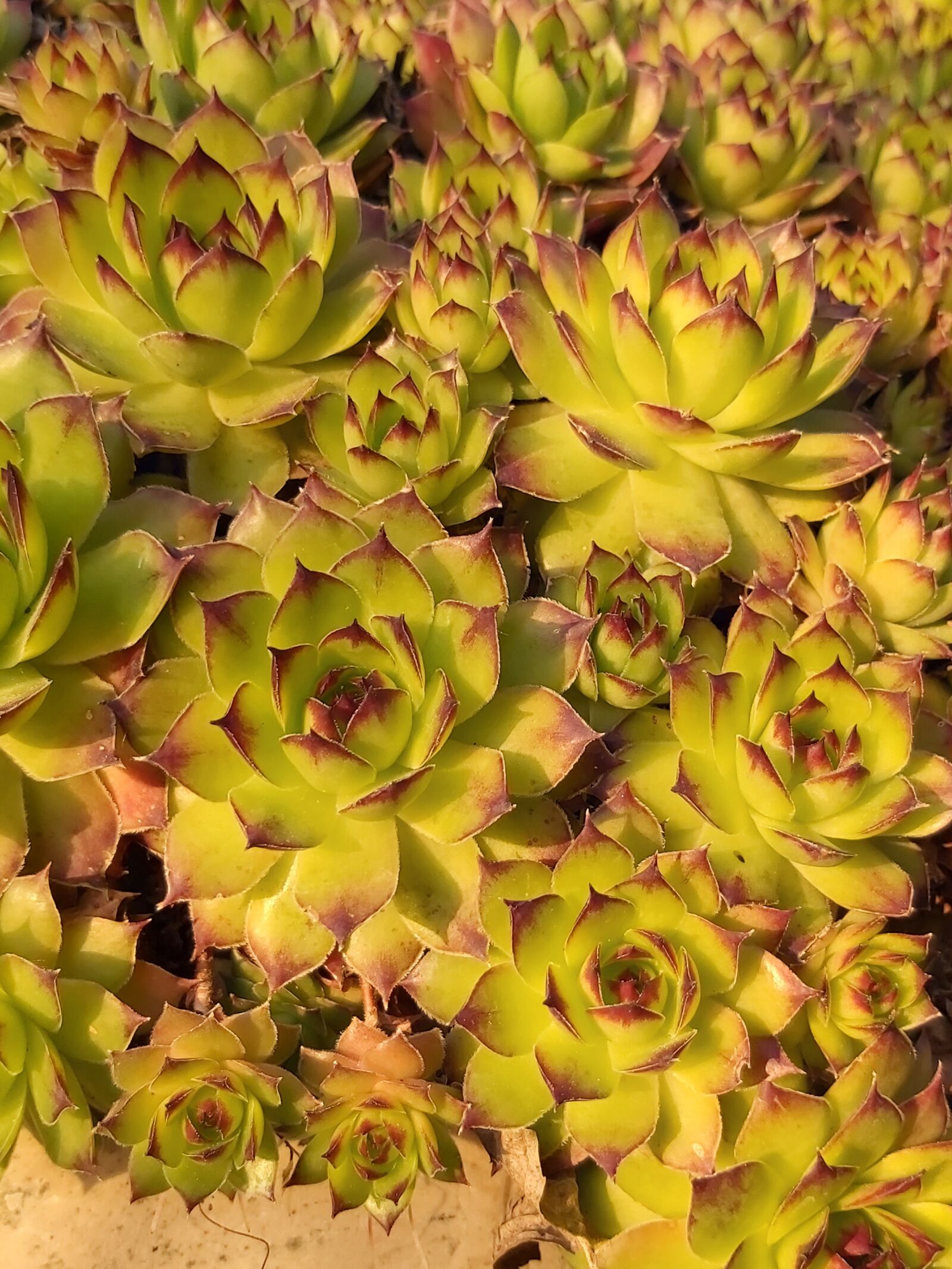 Samsung Galaxy A70 sample photo. Houseleek, sempervivum, plant photography