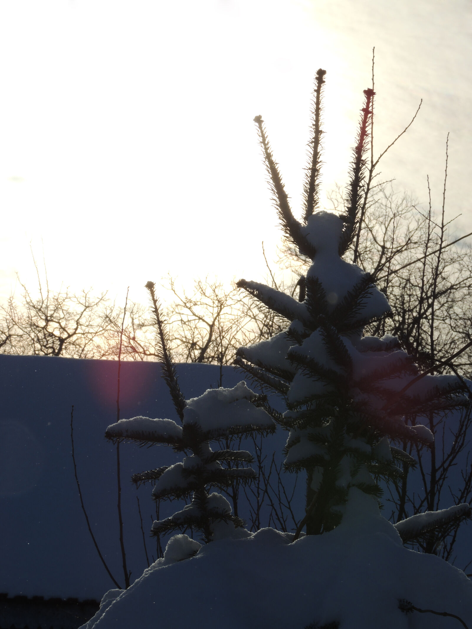 Nikon Coolpix P510 sample photo. Nature, nature, photography, snow photography