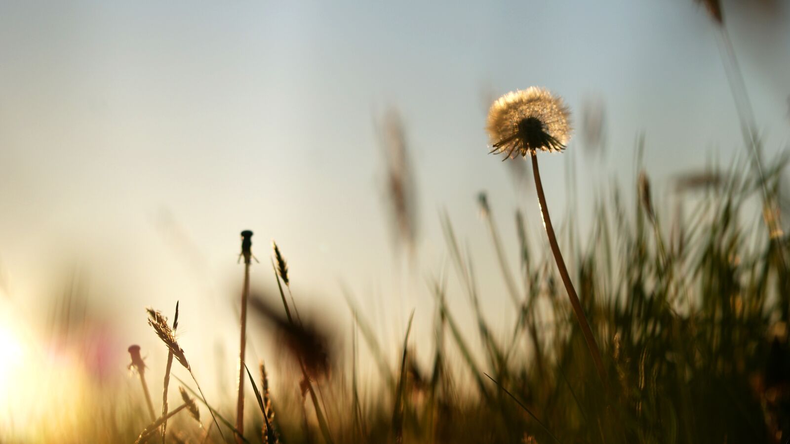Sony Alpha DSLR-A300 sample photo. Summer, dandelion, sunset photography