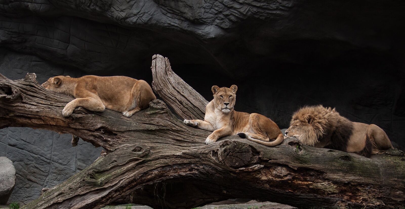 Canon EOS 50D + Canon EF-S 55-250mm F4-5.6 IS STM sample photo. Lion, predator, female photography