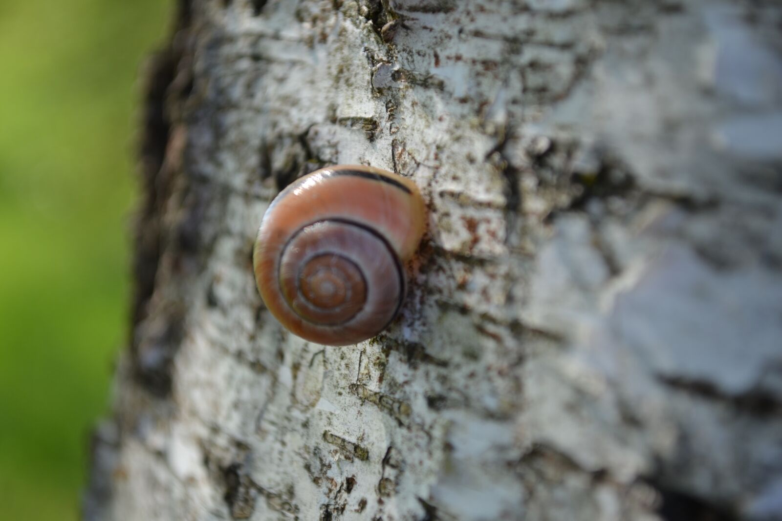 Nikon D3100 sample photo. Snail, home, wood photography