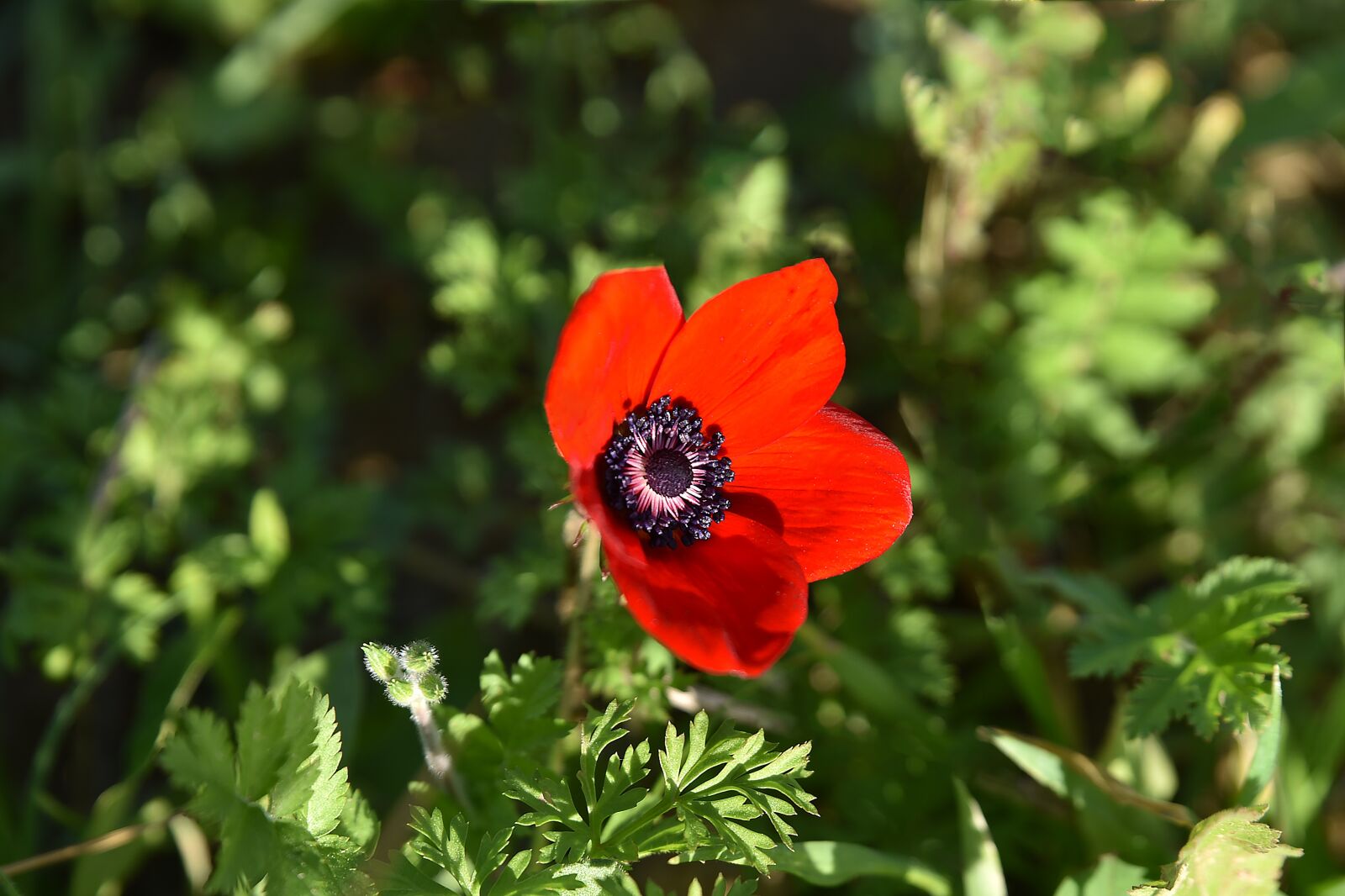 Nikon D750 sample photo. Flower, nature, poppy photography