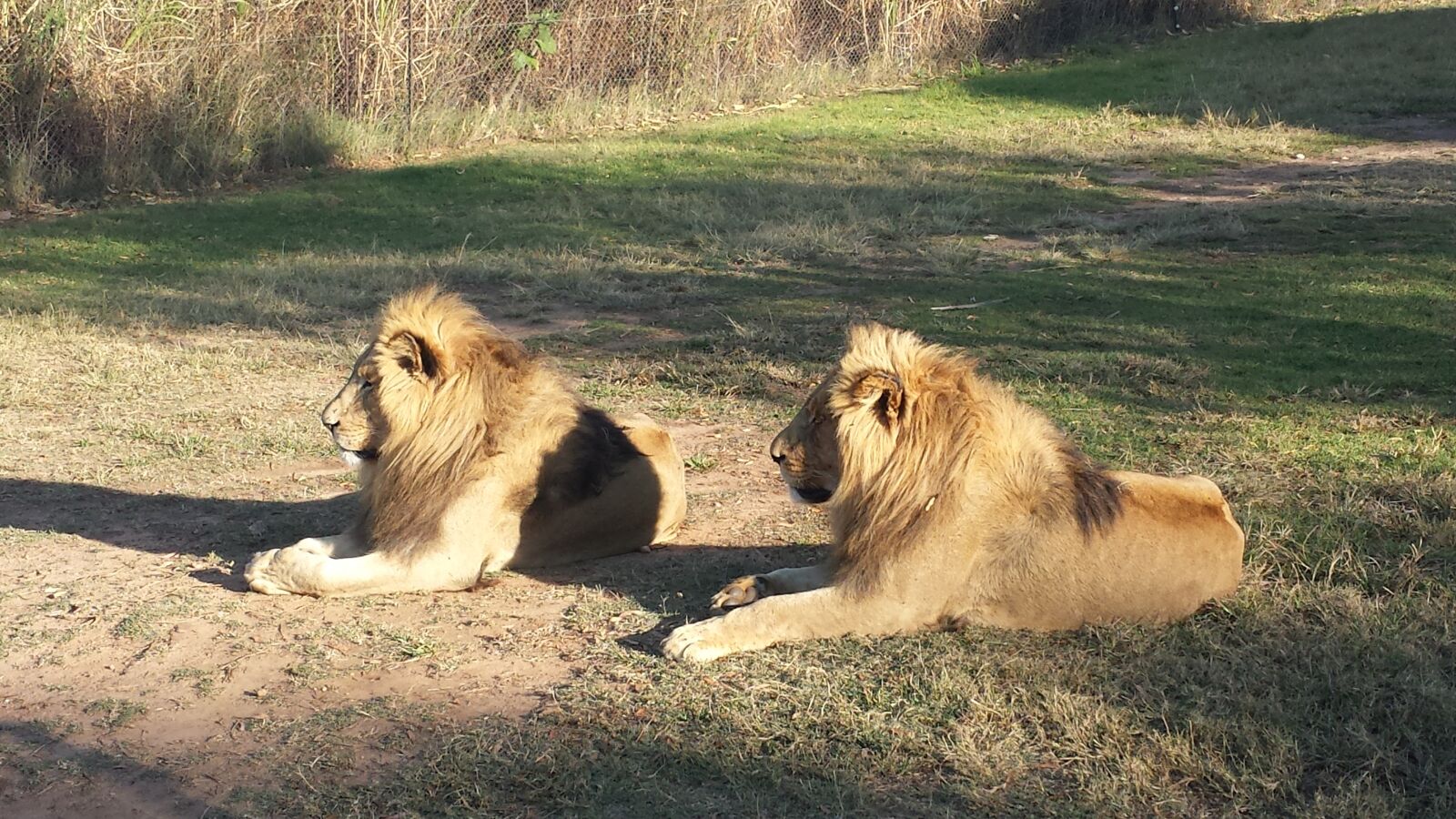 Samsung Galaxy S4 sample photo. Lions, south africa, wildlife photography