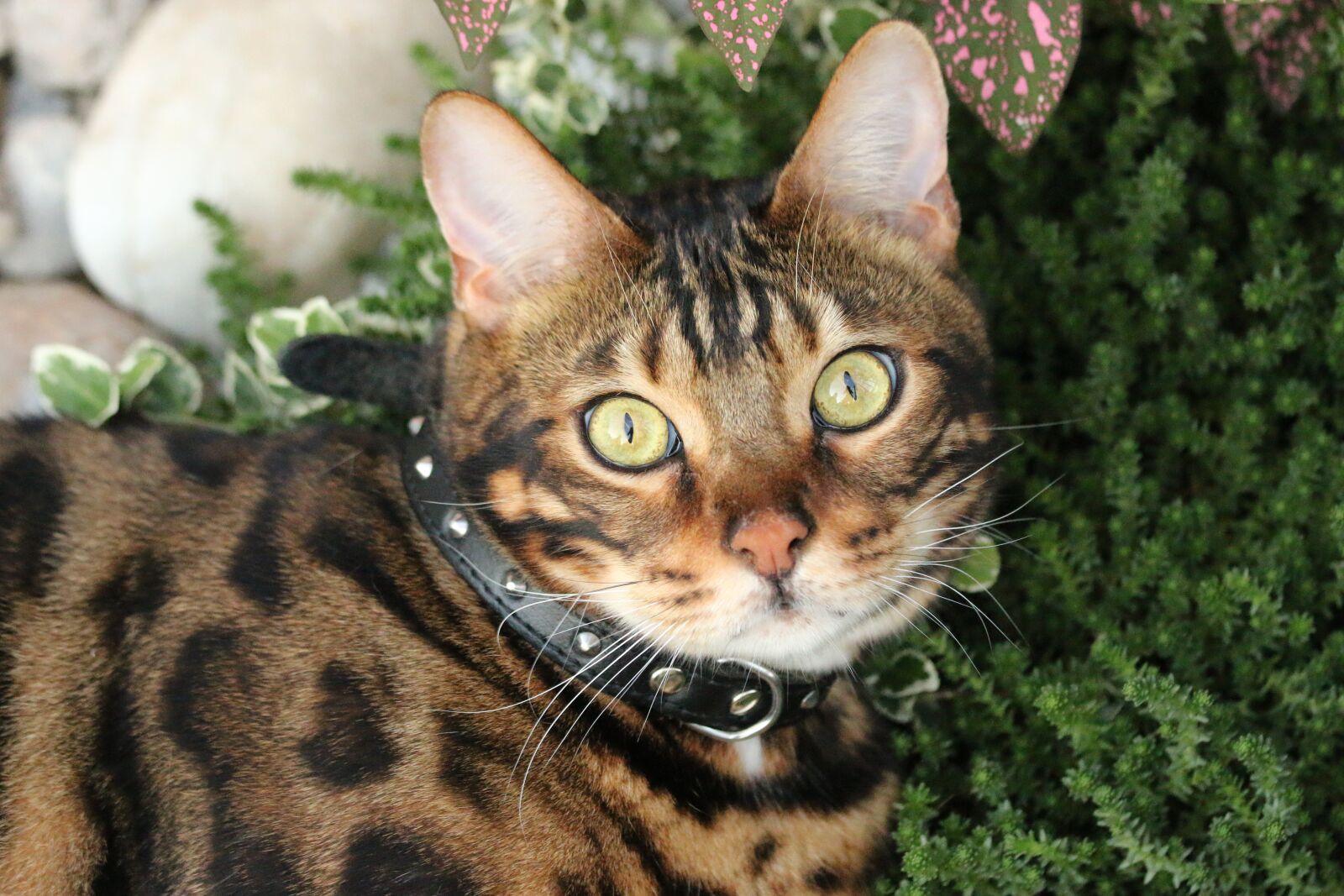 Canon EOS 70D + Canon EF 70-200mm F4L IS USM sample photo. Bengal, bengal cat, tiger photography