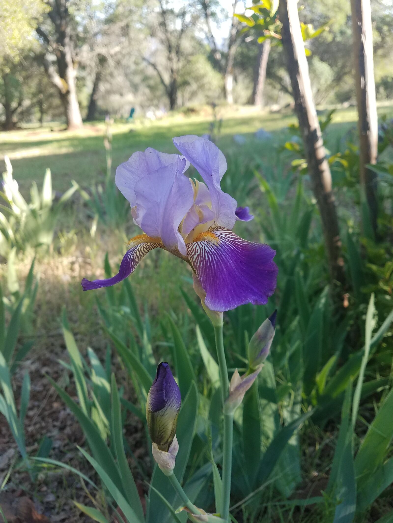 Samsung Galaxy S7 Edge sample photo. Flower, iris, purple photography
