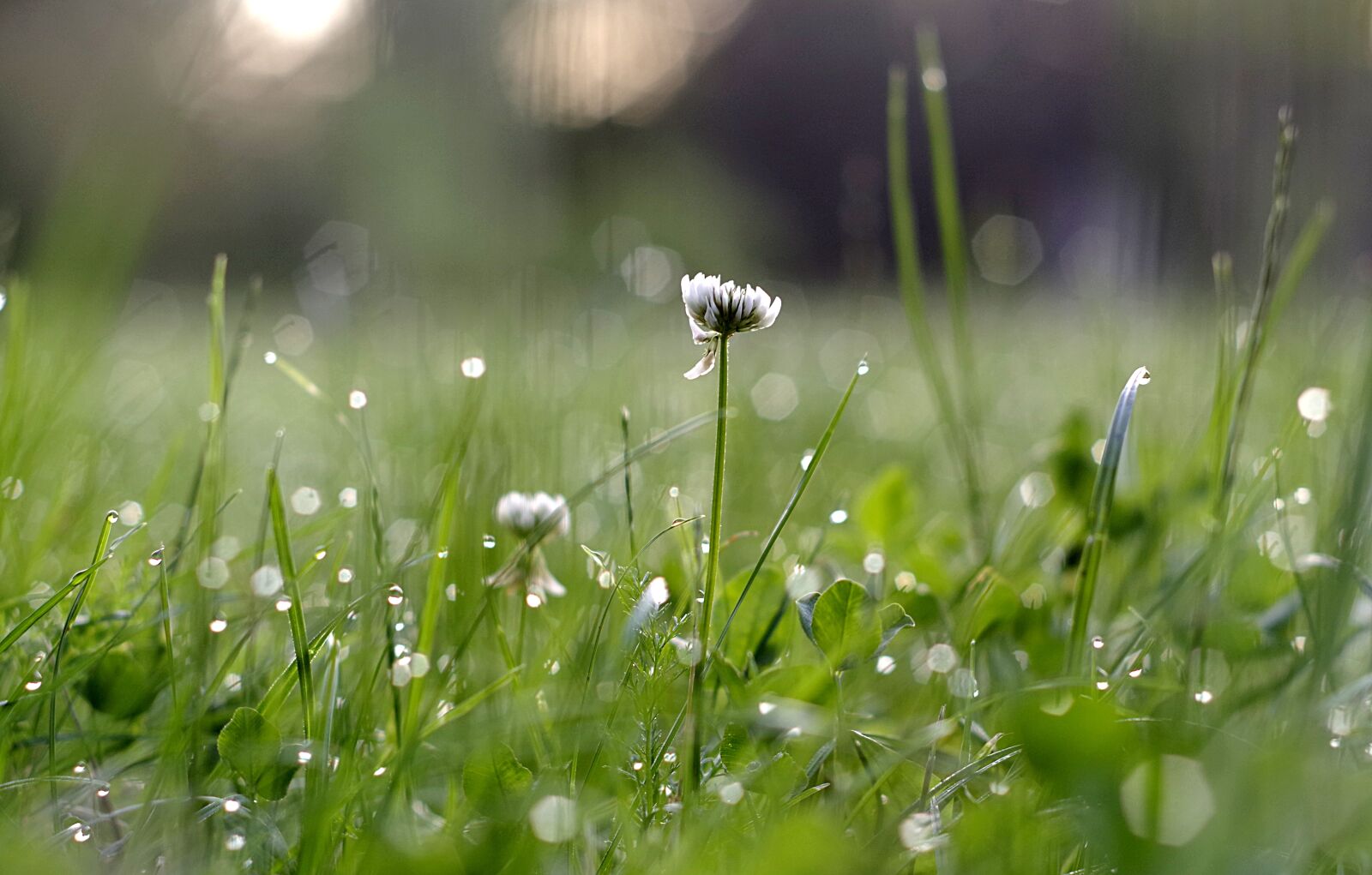 Pentax K-S2 sample photo. Clover, white, rosa photography