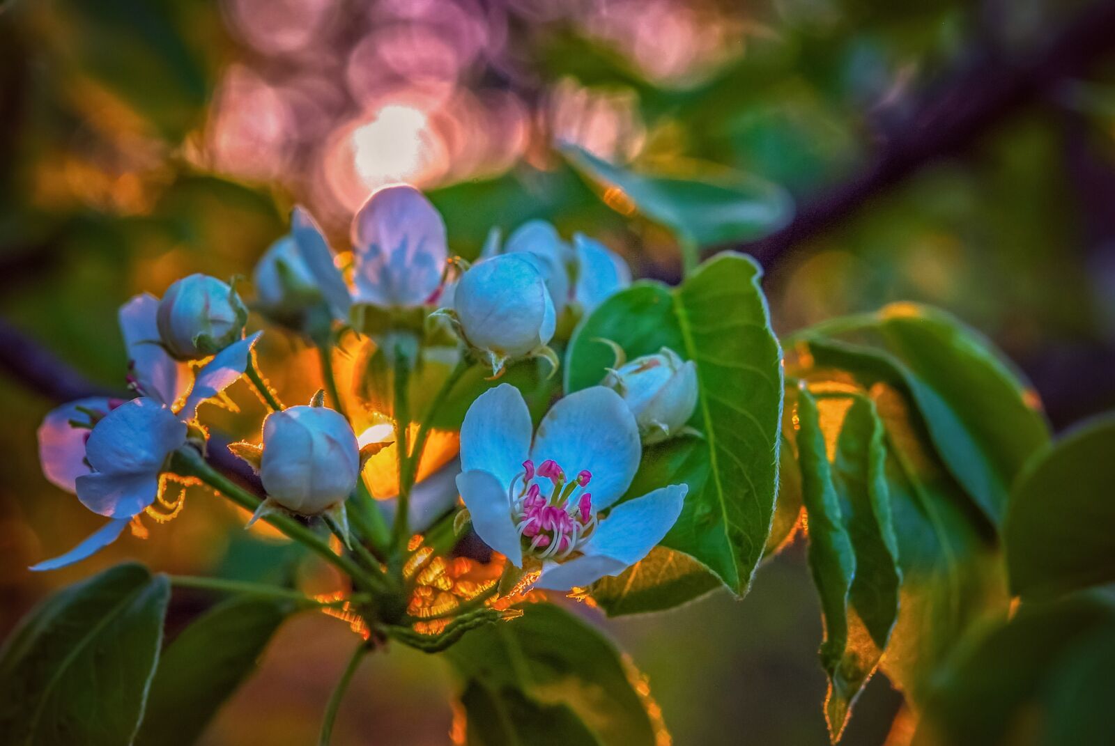 Fujifilm FinePix S5 Pro sample photo. Tree, flowers, buds photography