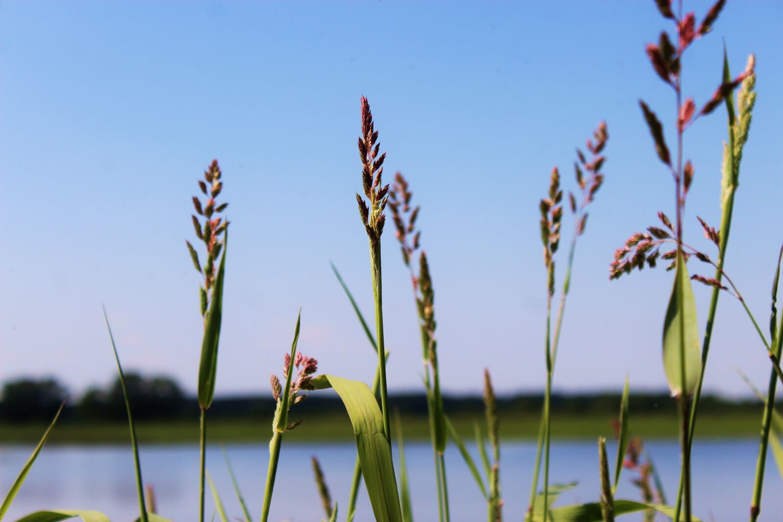 Canon EOS 1300D (EOS Rebel T6 / EOS Kiss X80) sample photo. Grass, river, pond photography