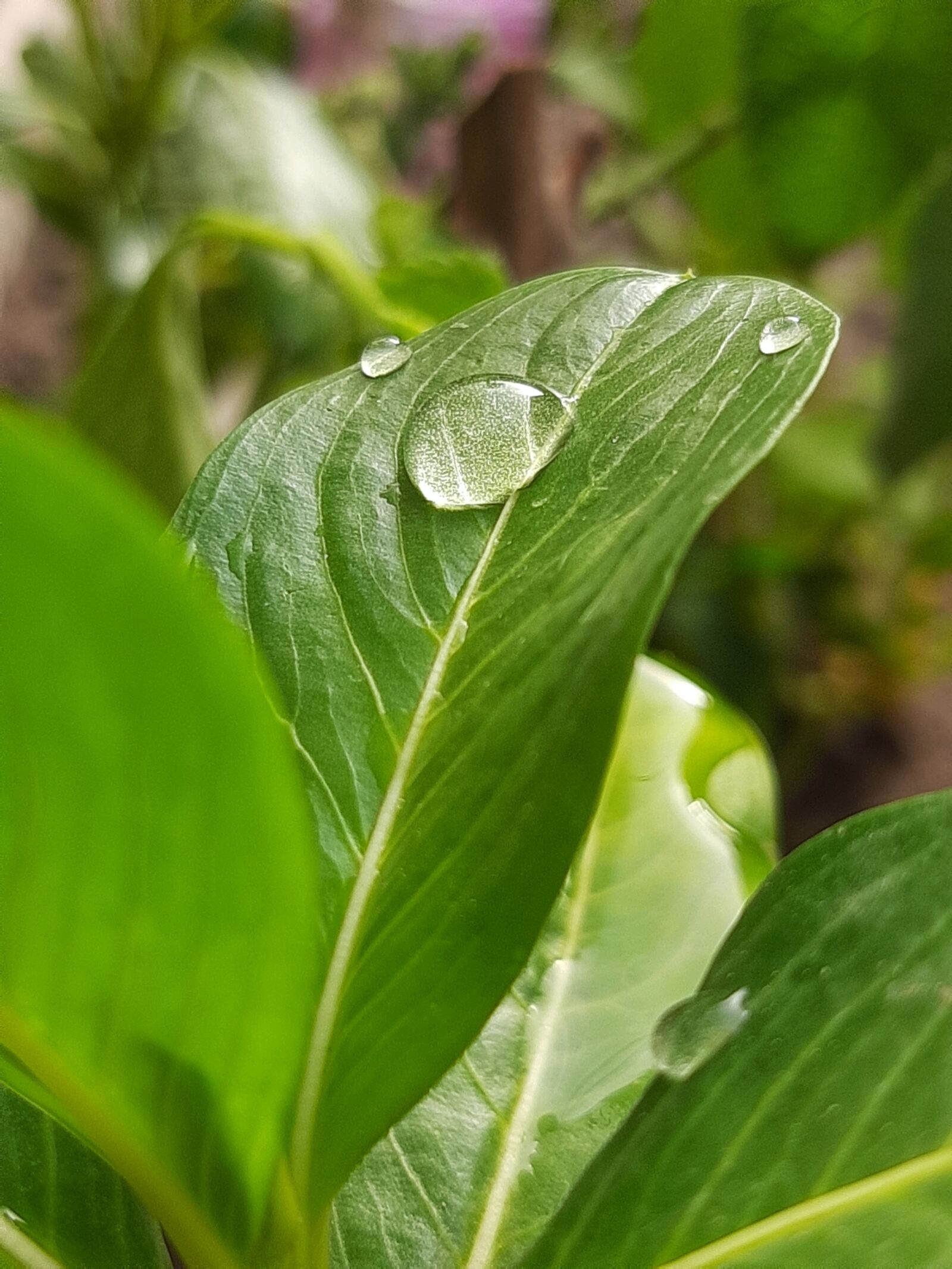 Samsung SM-A307FN sample photo. Leaf, water drop, rose photography