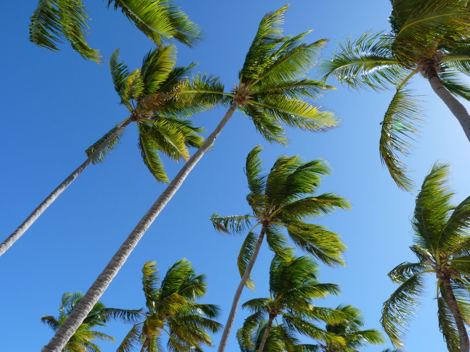 Panasonic Lumix DMC-FZ35 (Lumix DMC-FZ38) sample photo. Coconut trees, trees, palm photography