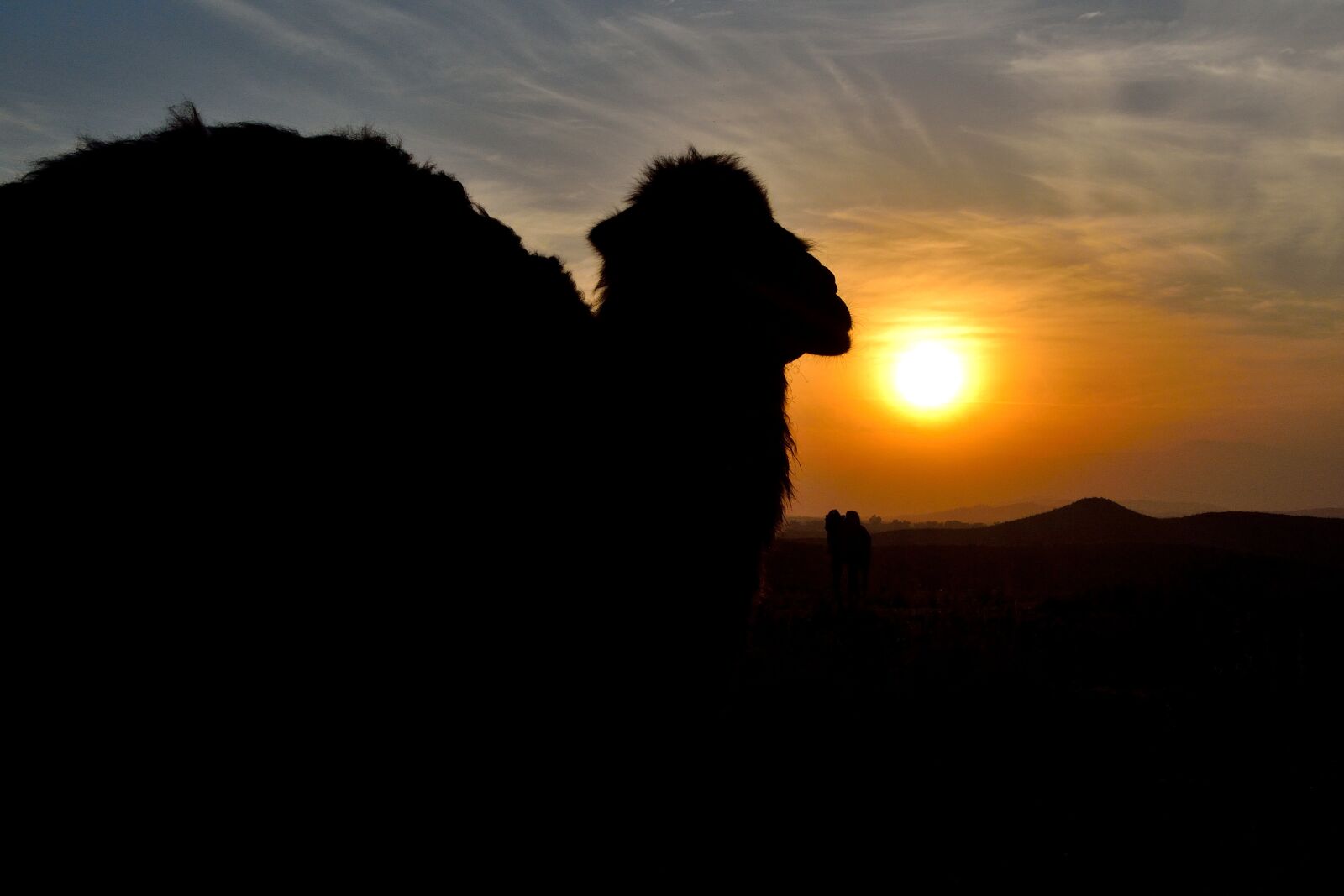 Nikon D3100 sample photo. Camel, sunset, silhouette photography