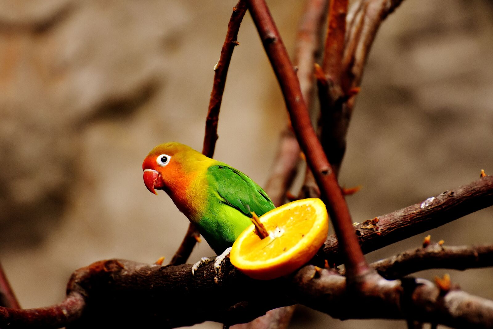 Nikon D7200 sample photo. Bird, parrot, colorful photography
