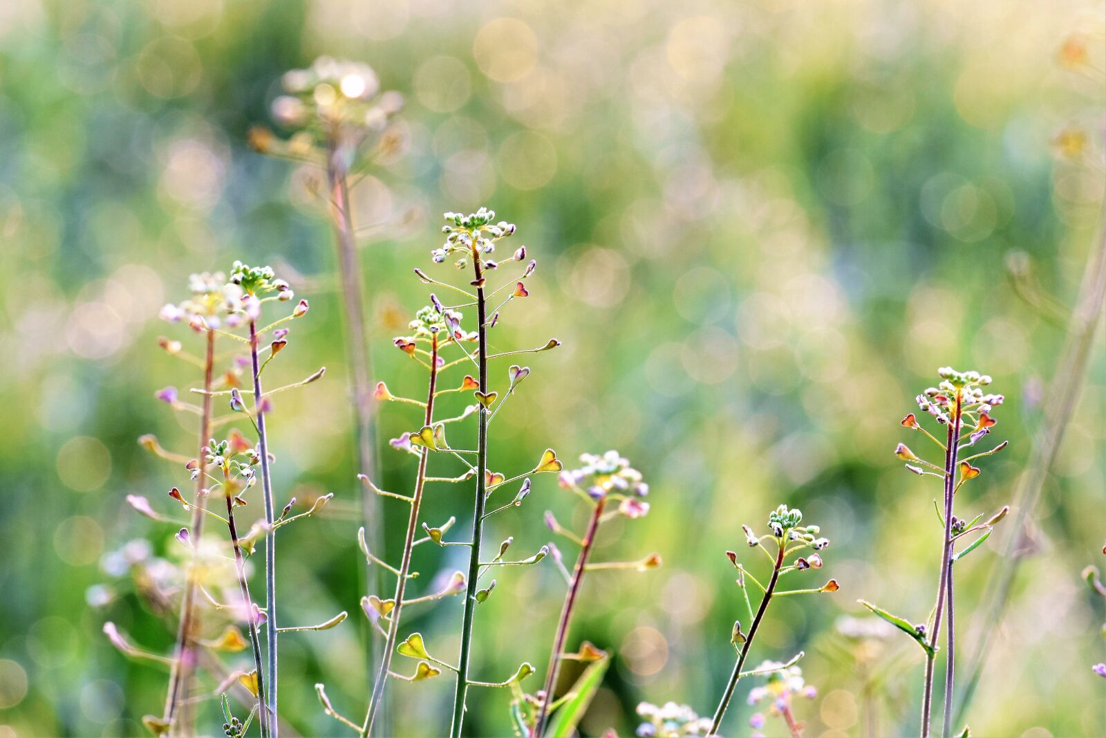 Nikon D5500 sample photo. Meadow, herbs, halme photography