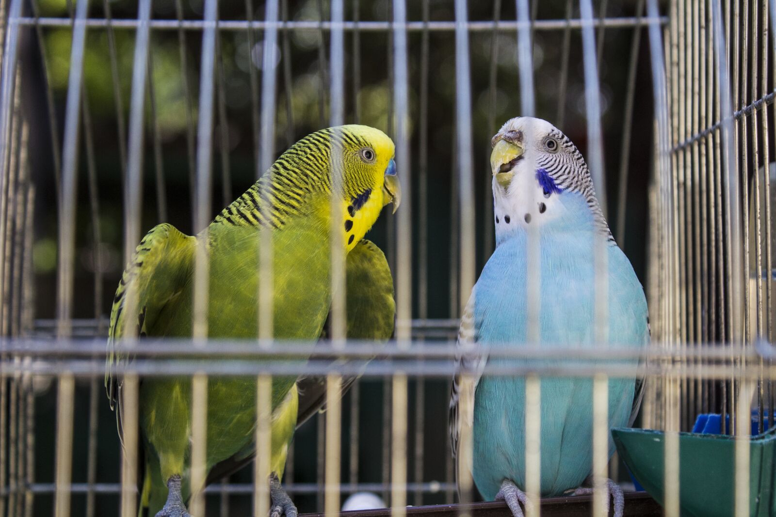 Canon EOS 1200D (EOS Rebel T5 / EOS Kiss X70 / EOS Hi) sample photo. Animals, parrots, bird photography