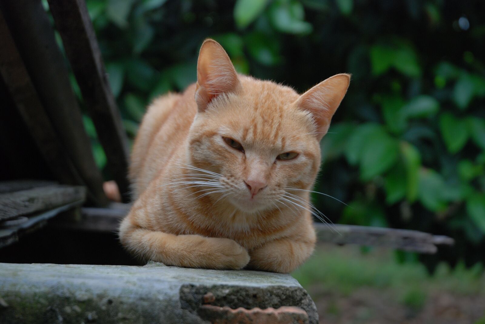 Nikon D80 sample photo. Cat, hairy, animal photography
