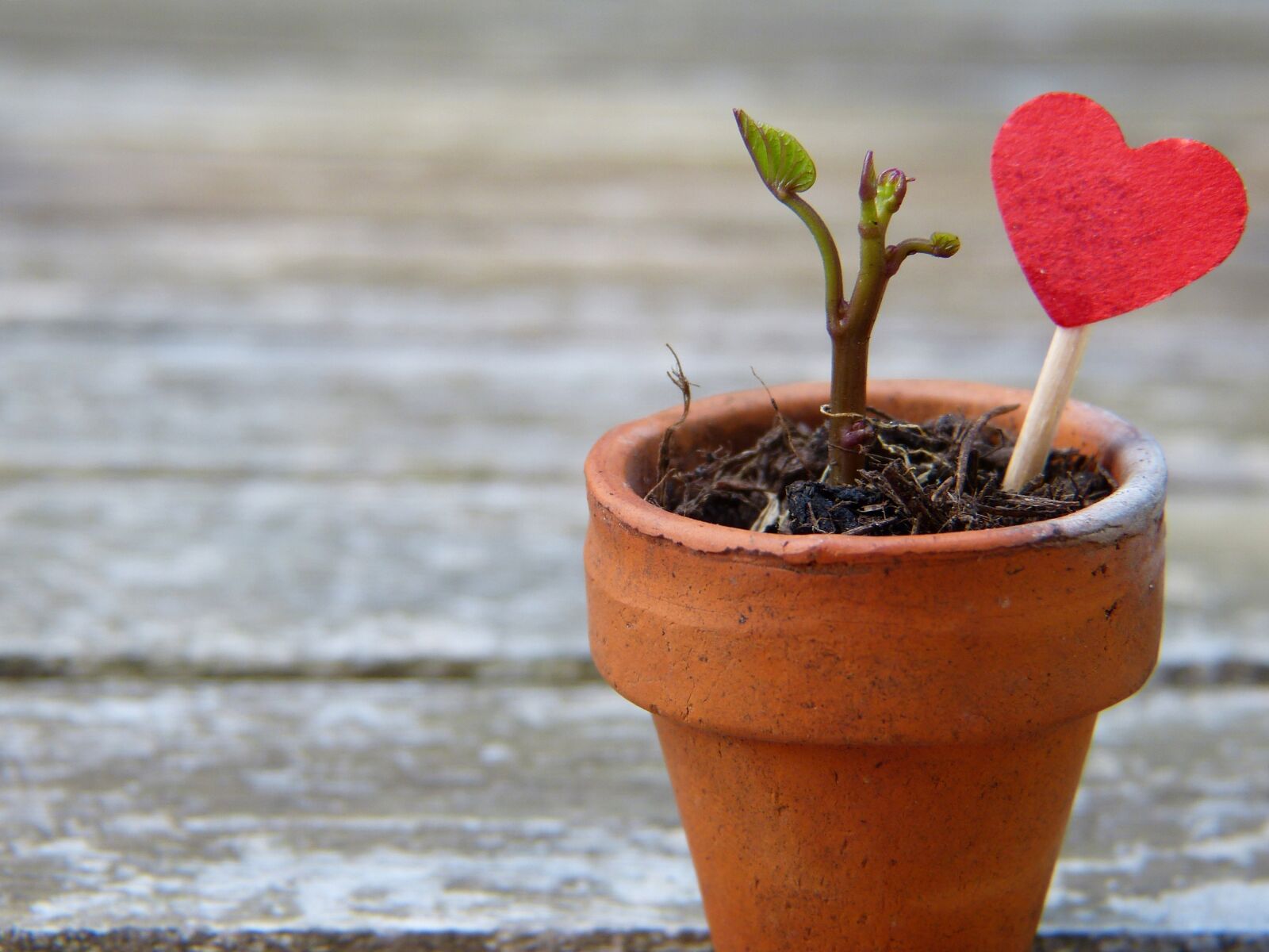 Panasonic Lumix DMC-FZ150 sample photo. Flowerpot, engine, heart photography
