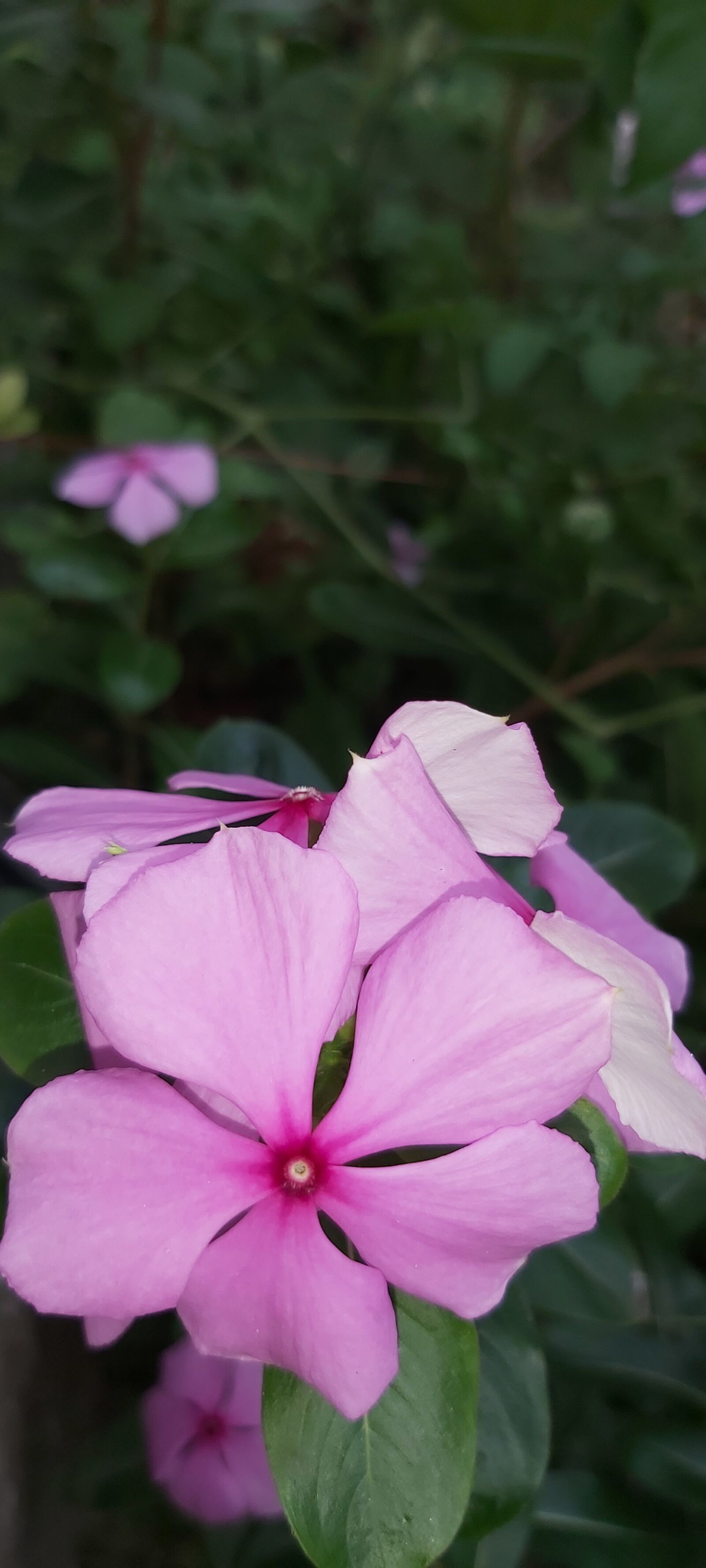 Samsung Galaxy A70 sample photo. Nature, flower, plants photography
