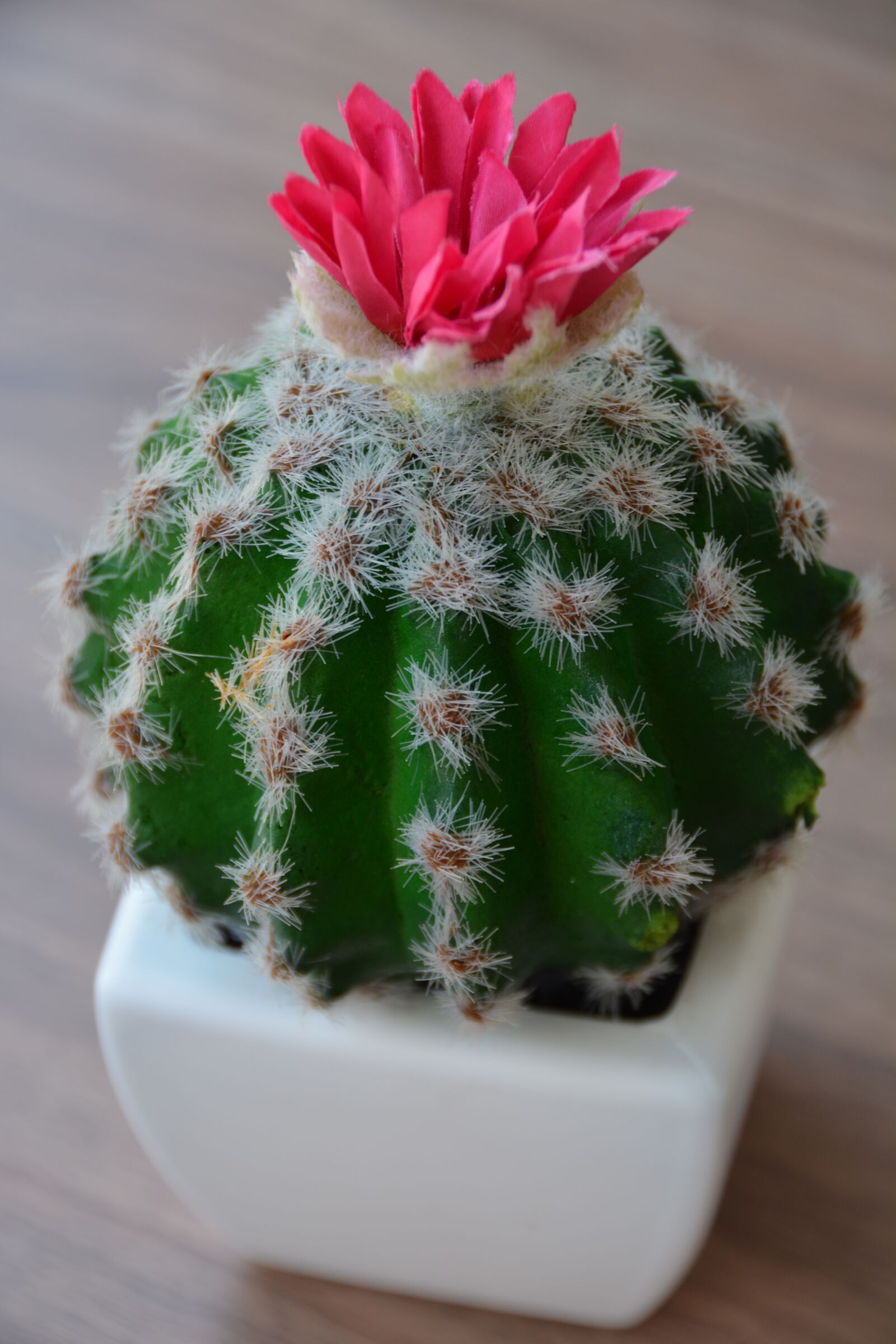 Nikon D5200 sample photo. Cactus, flower, bloom photography