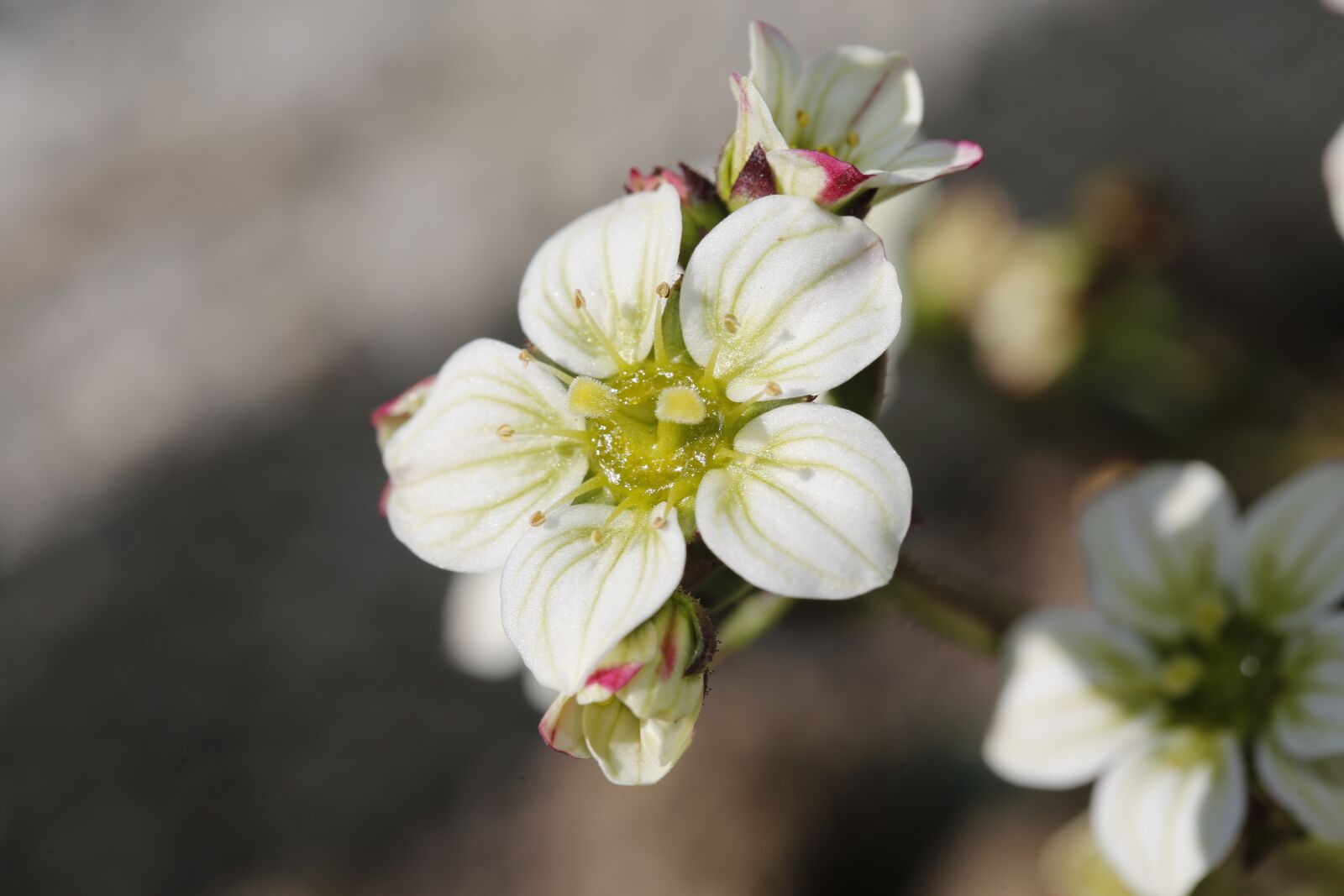 Canon EF 100mm F2.8L Macro IS USM sample photo. Spring, sprout, engine photography