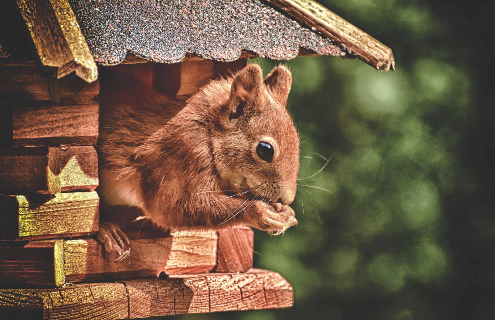 Nikon D7200 sample photo. Squirrel, cute, animal photography