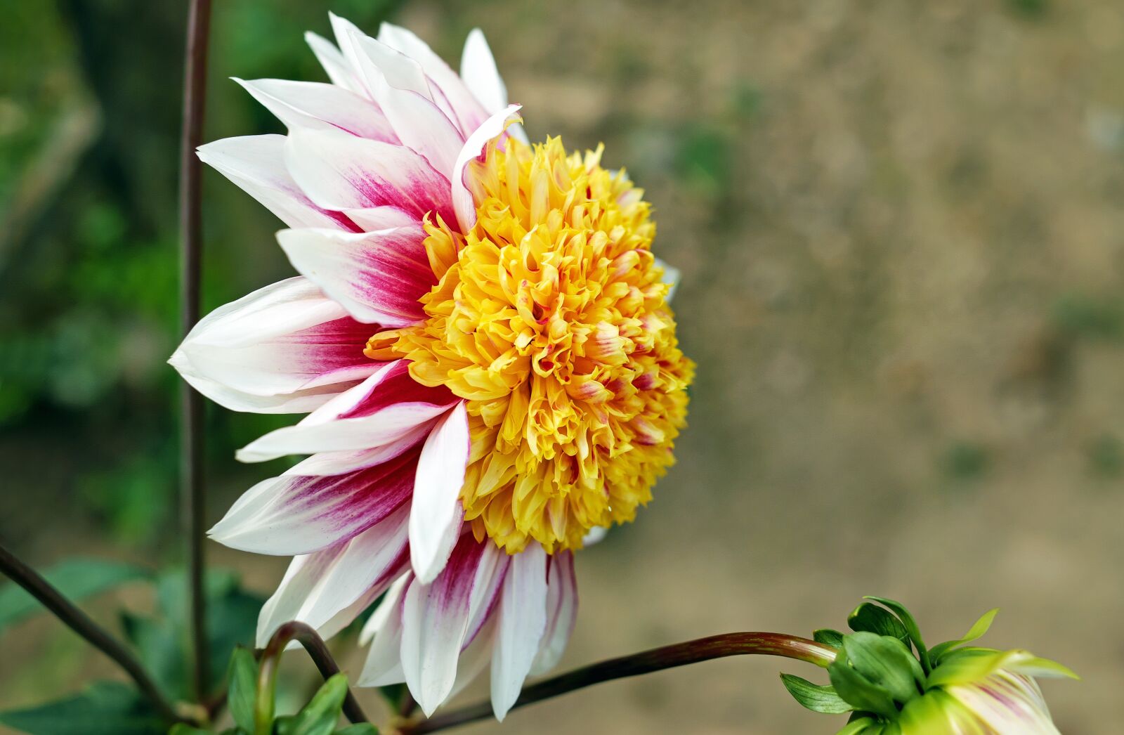 Fujifilm X-T10 + Fujifilm XF 35mm F1.4 R sample photo. Dahlia, flower, blossom photography