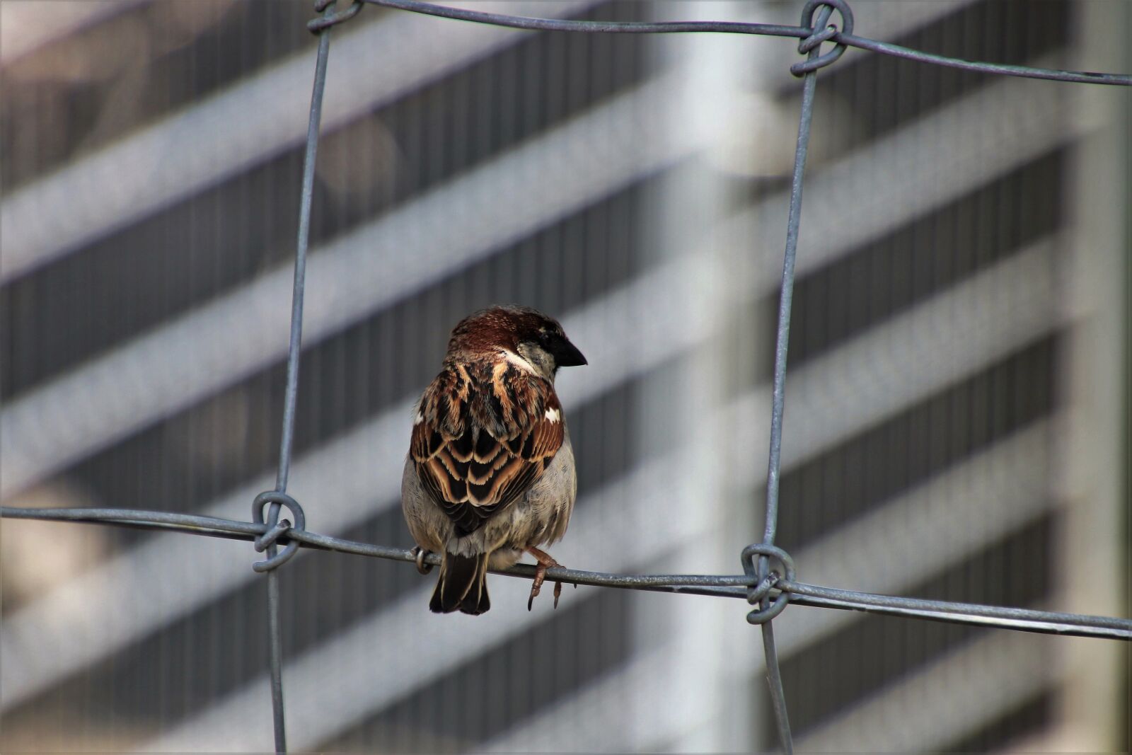 Canon EOS 80D sample photo. Bird, the sparrow, nature photography