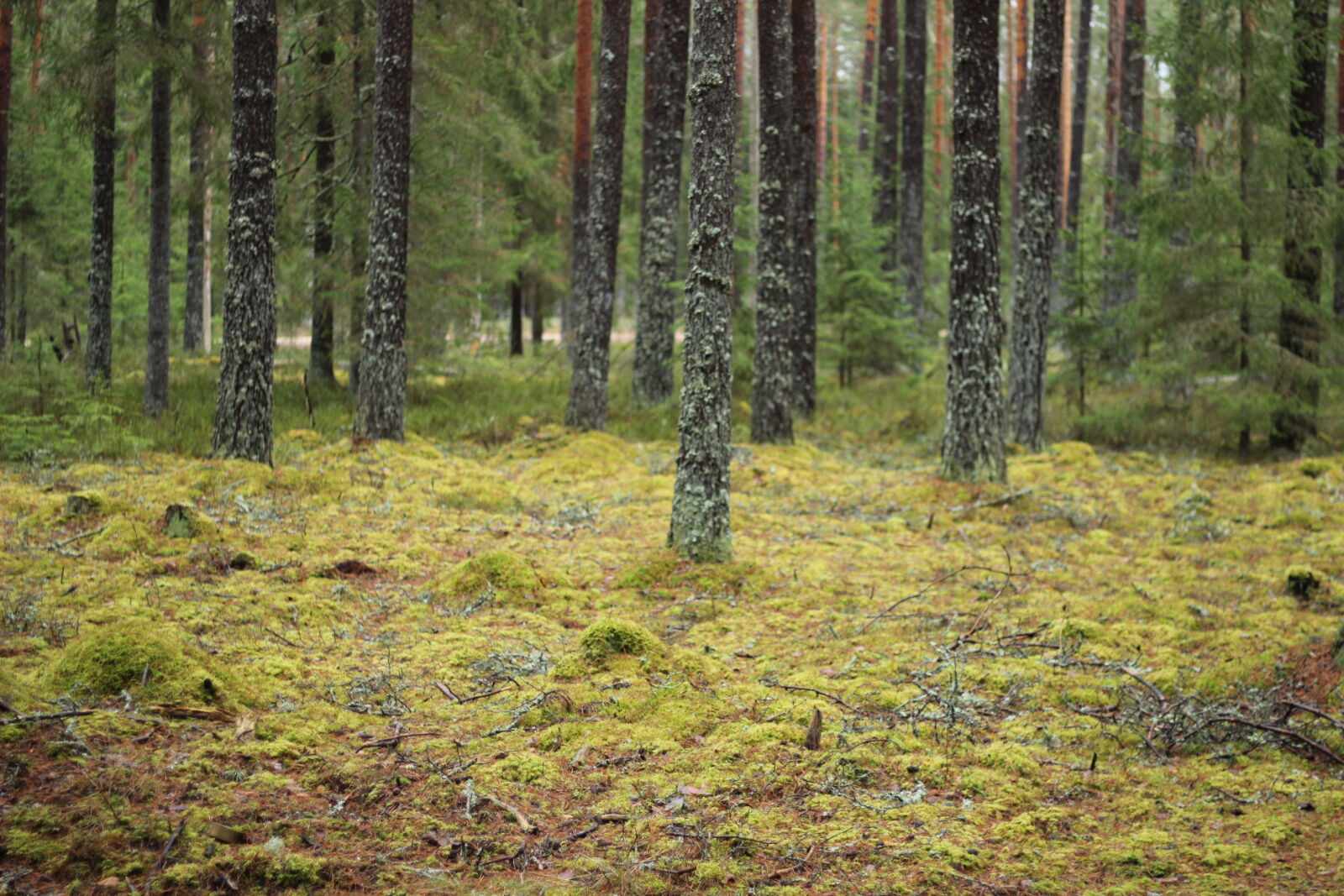 Canon EOS 600D (Rebel EOS T3i / EOS Kiss X5) + Canon EF 50mm F1.8 II sample photo. Forest, moss, nature photography