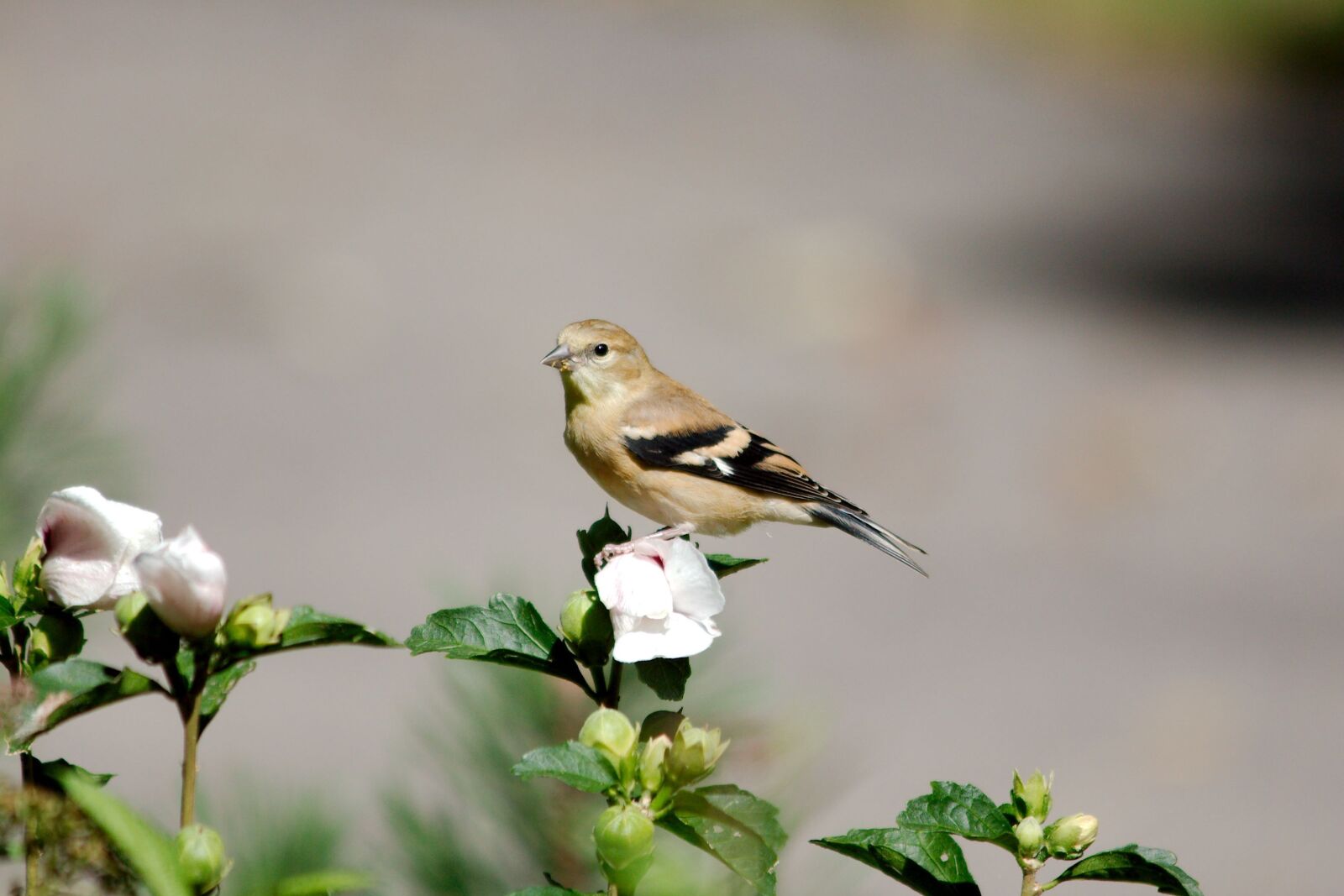 Canon EOS 550D (EOS Rebel T2i / EOS Kiss X4) sample photo. Goldfinch, female, bird photography