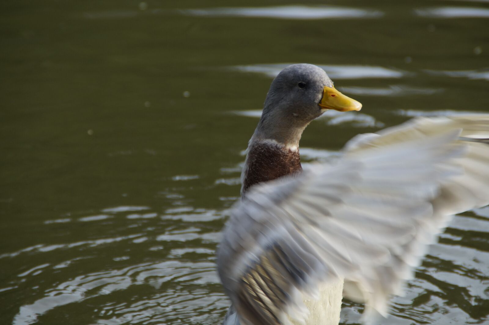 Sony SLT-A58 sample photo. Duck, flutter, wing-beat photography