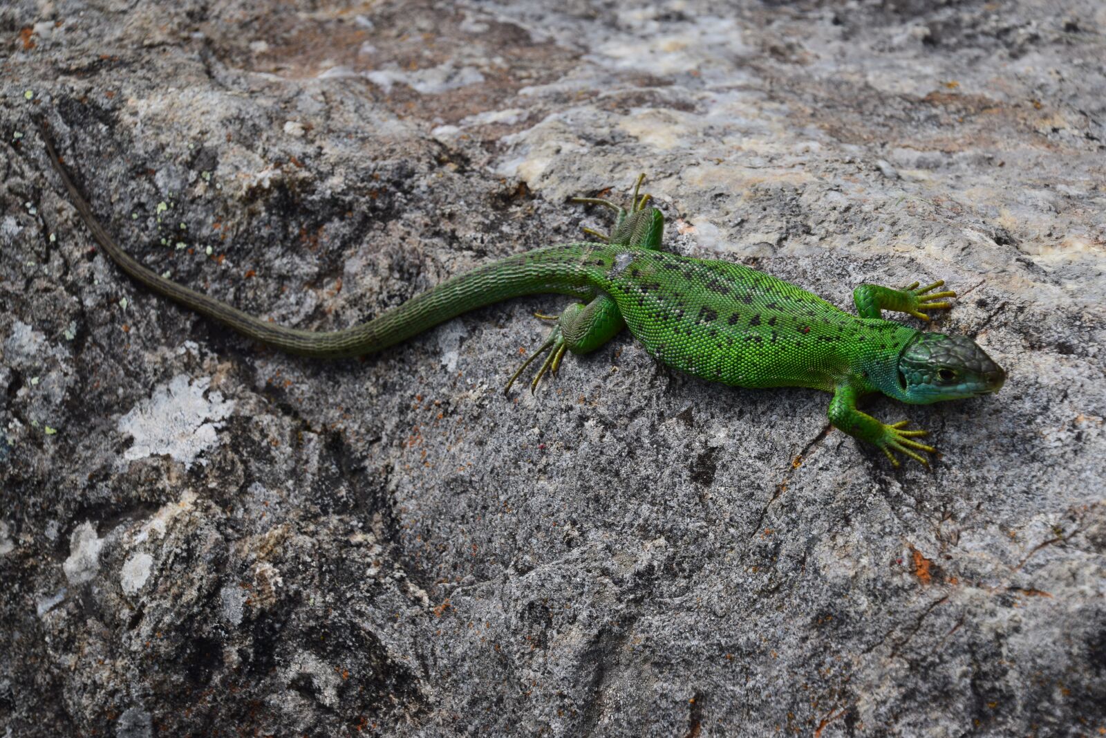 Nikon D5300 sample photo. Lizard, golden, sun photography