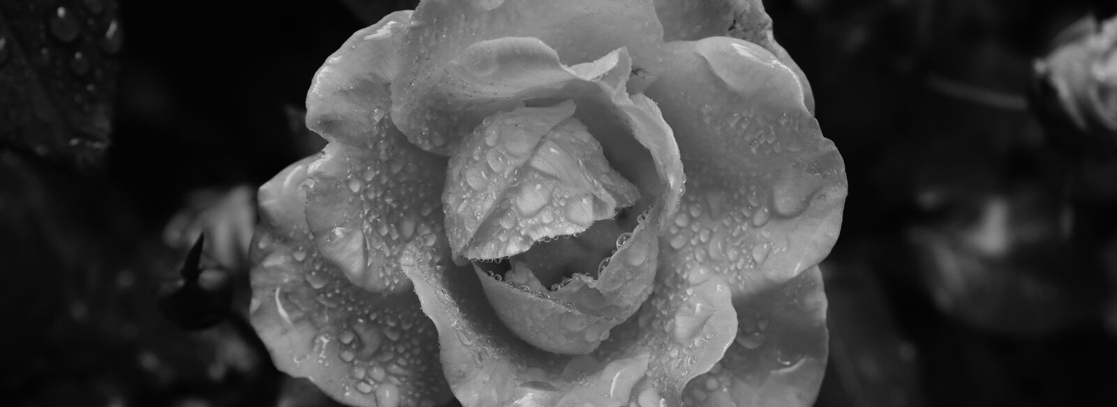 Nikon D7200 sample photo. Rose, drip, drop of photography