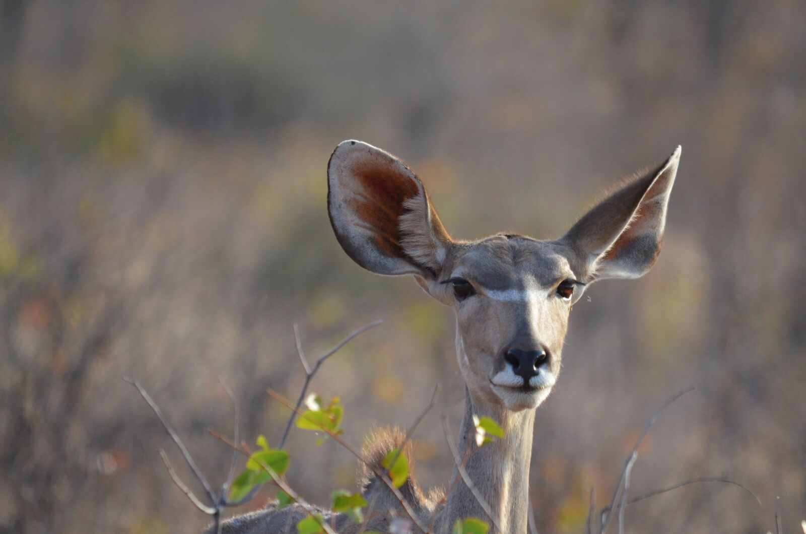 Nikon D5100 sample photo. Namibia, antelope, africa photography