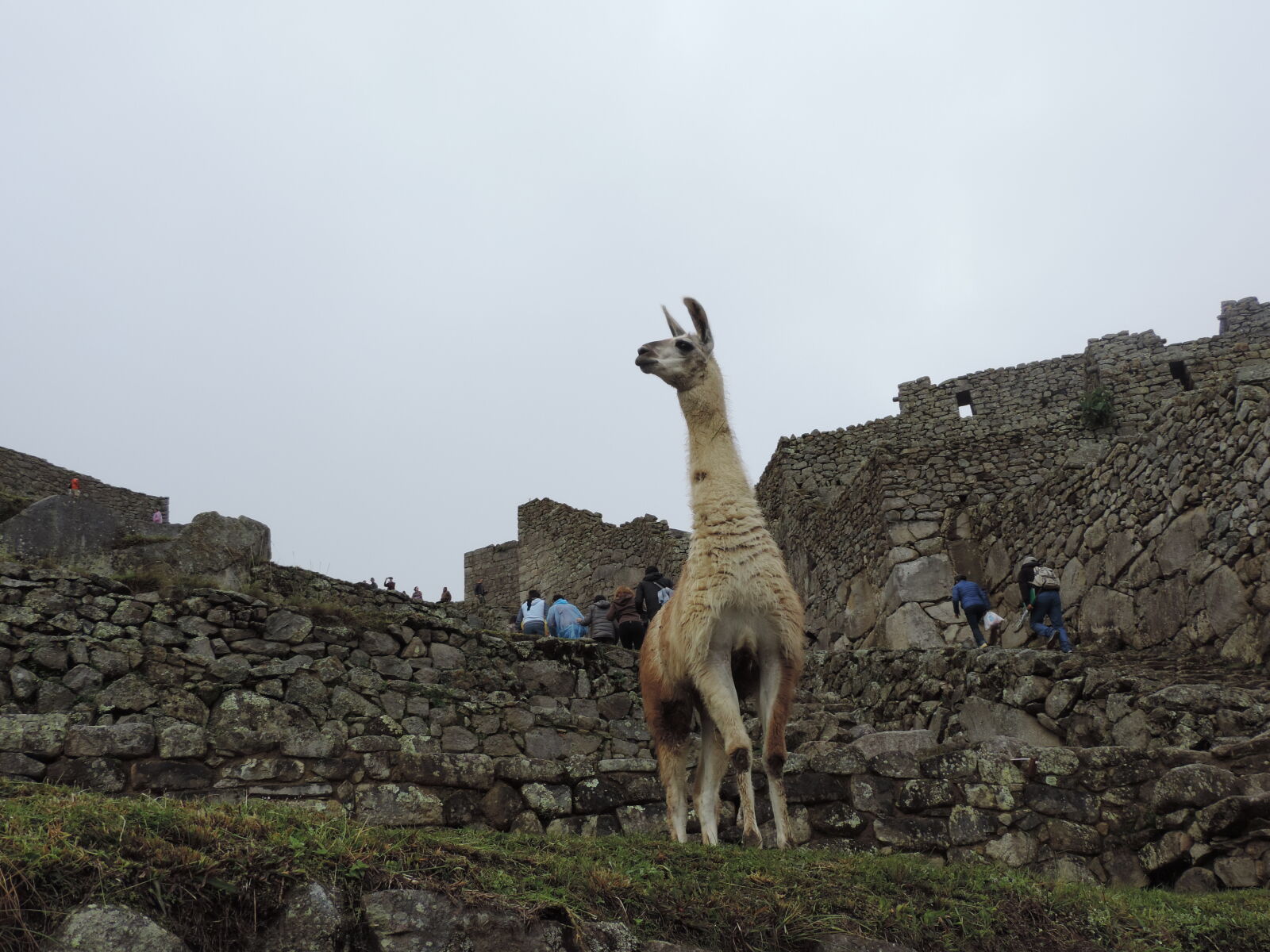 Nikon Coolpix P520 sample photo. Cusco, llama, machupicchu, peru photography